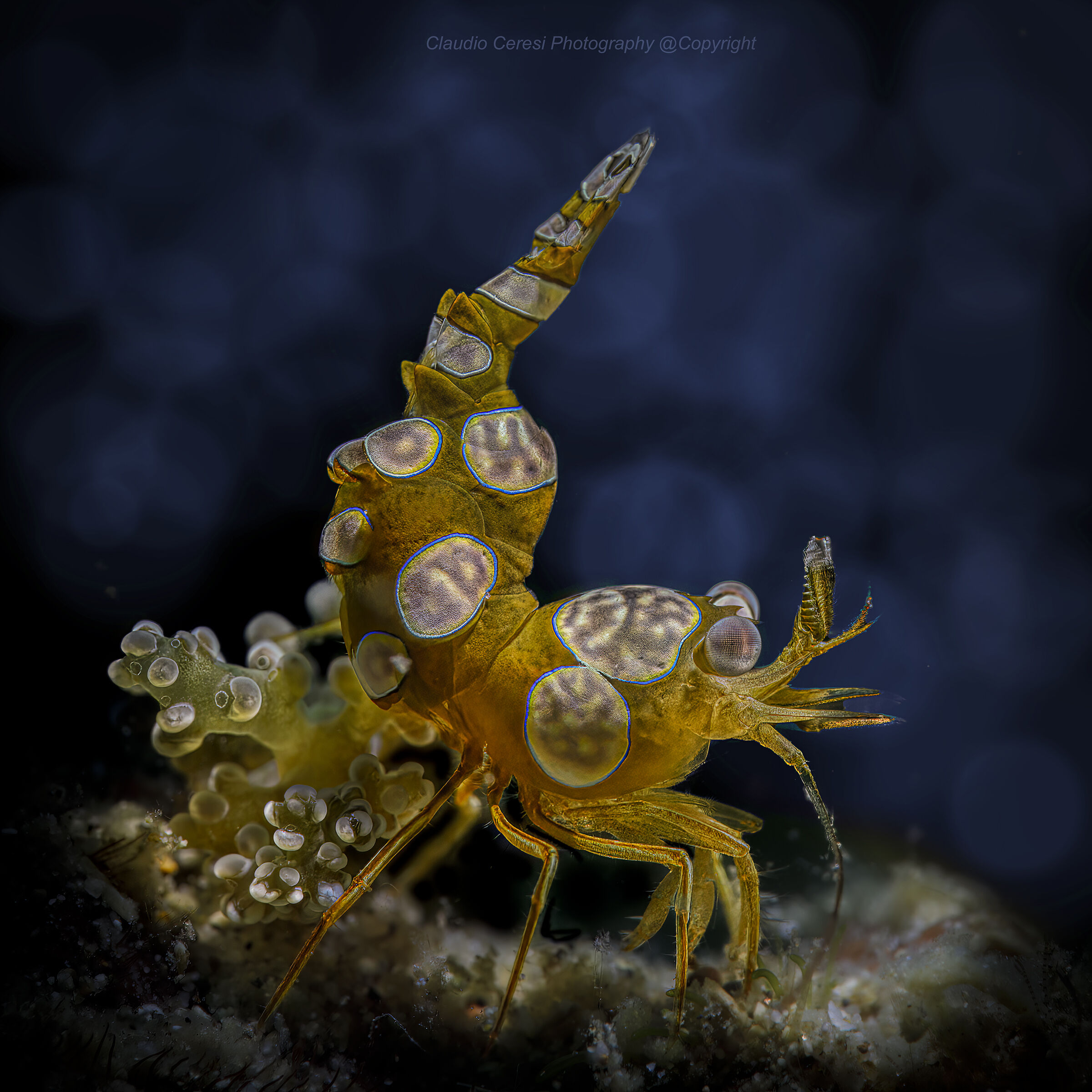 sexi shrimp Thor amboinensis