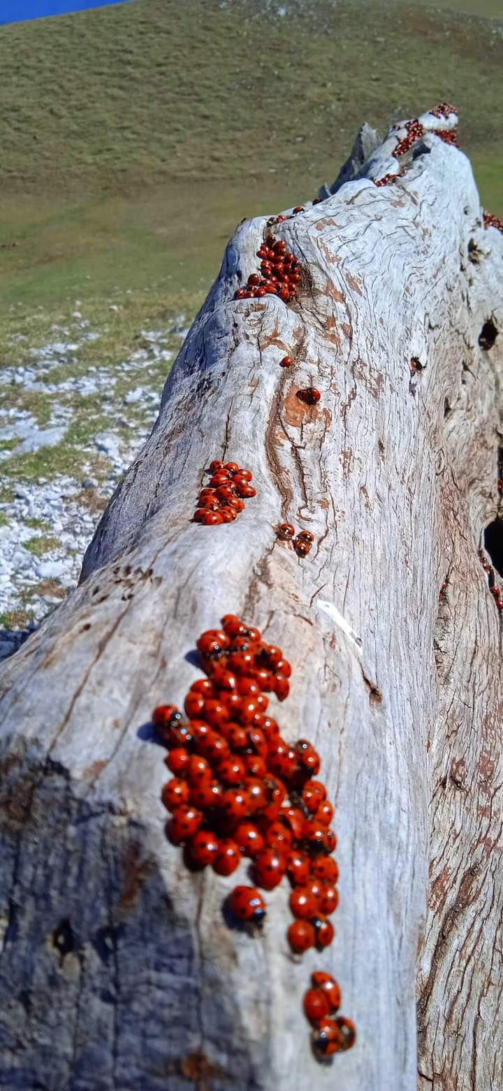 Ladybugs