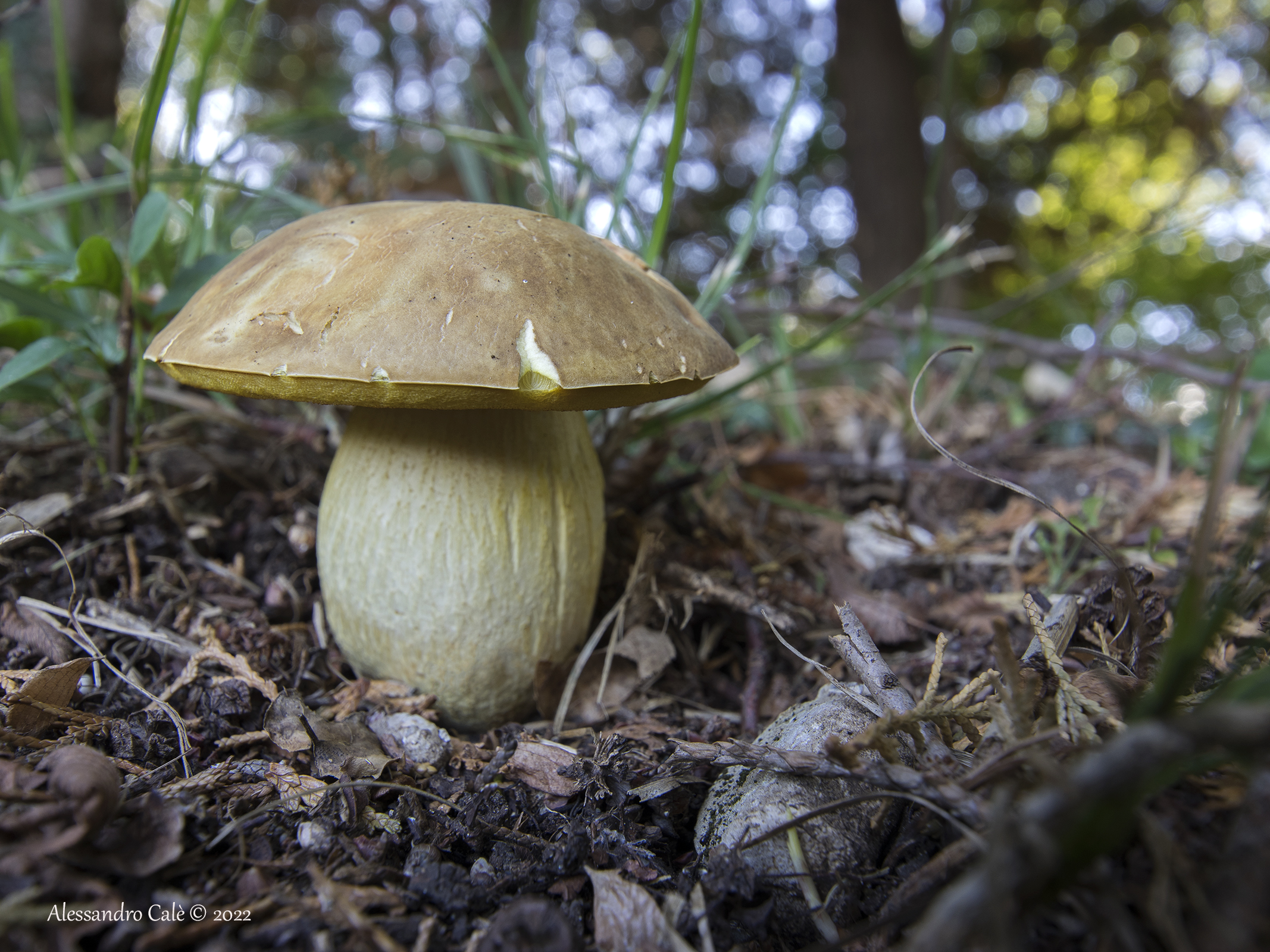 Boletus 8856