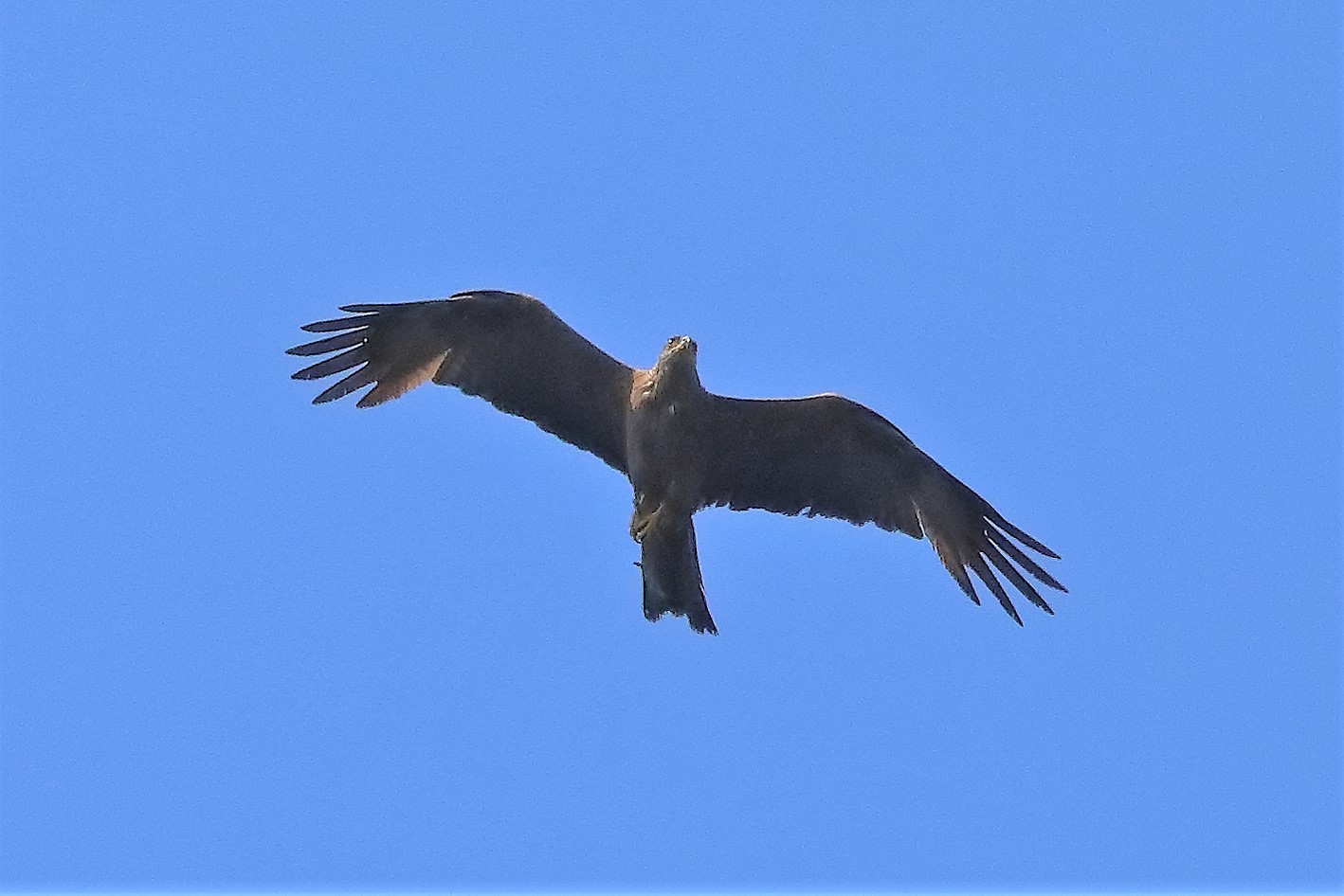 Nibbio bruno 18-07-2022