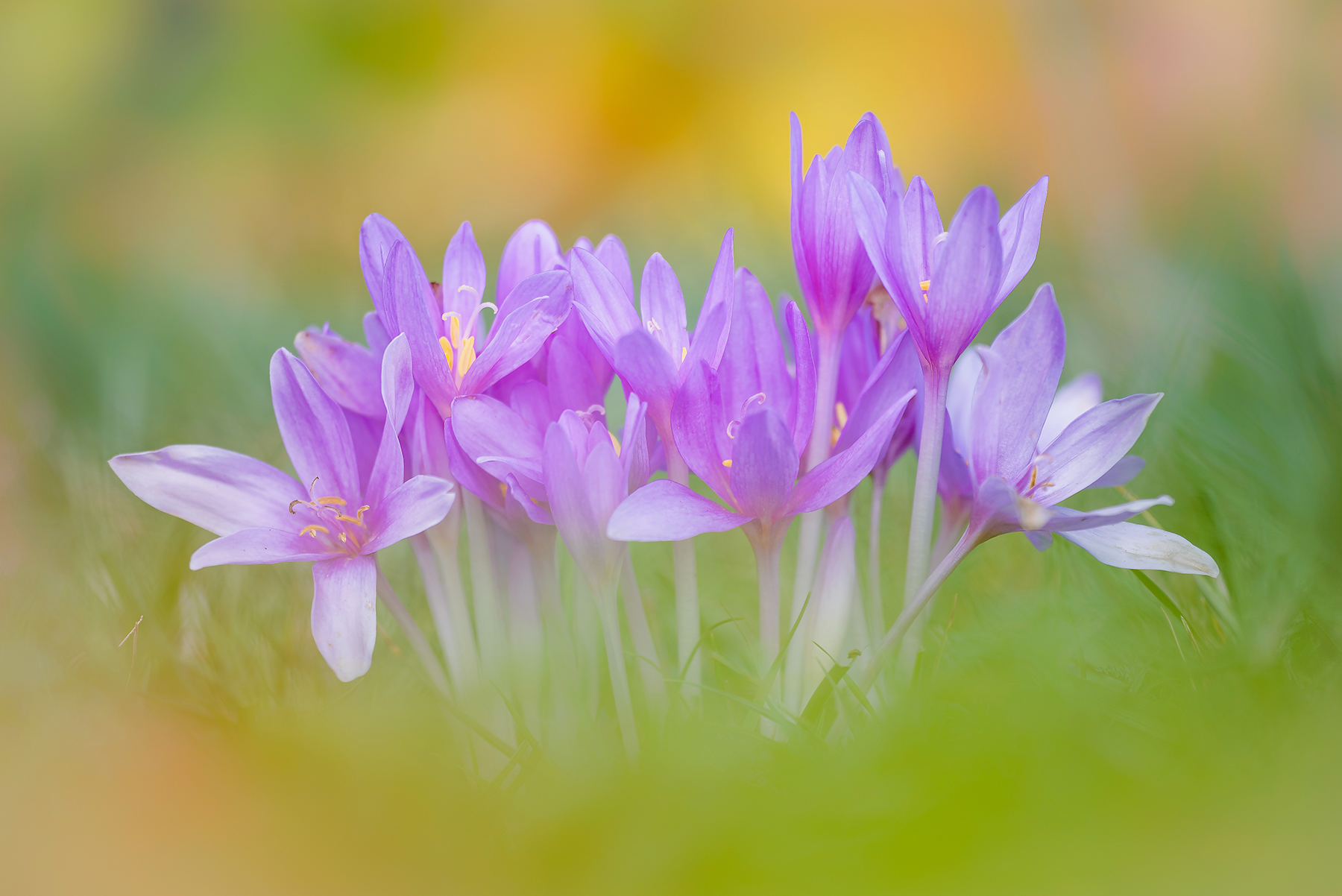 Colchicum autumnale