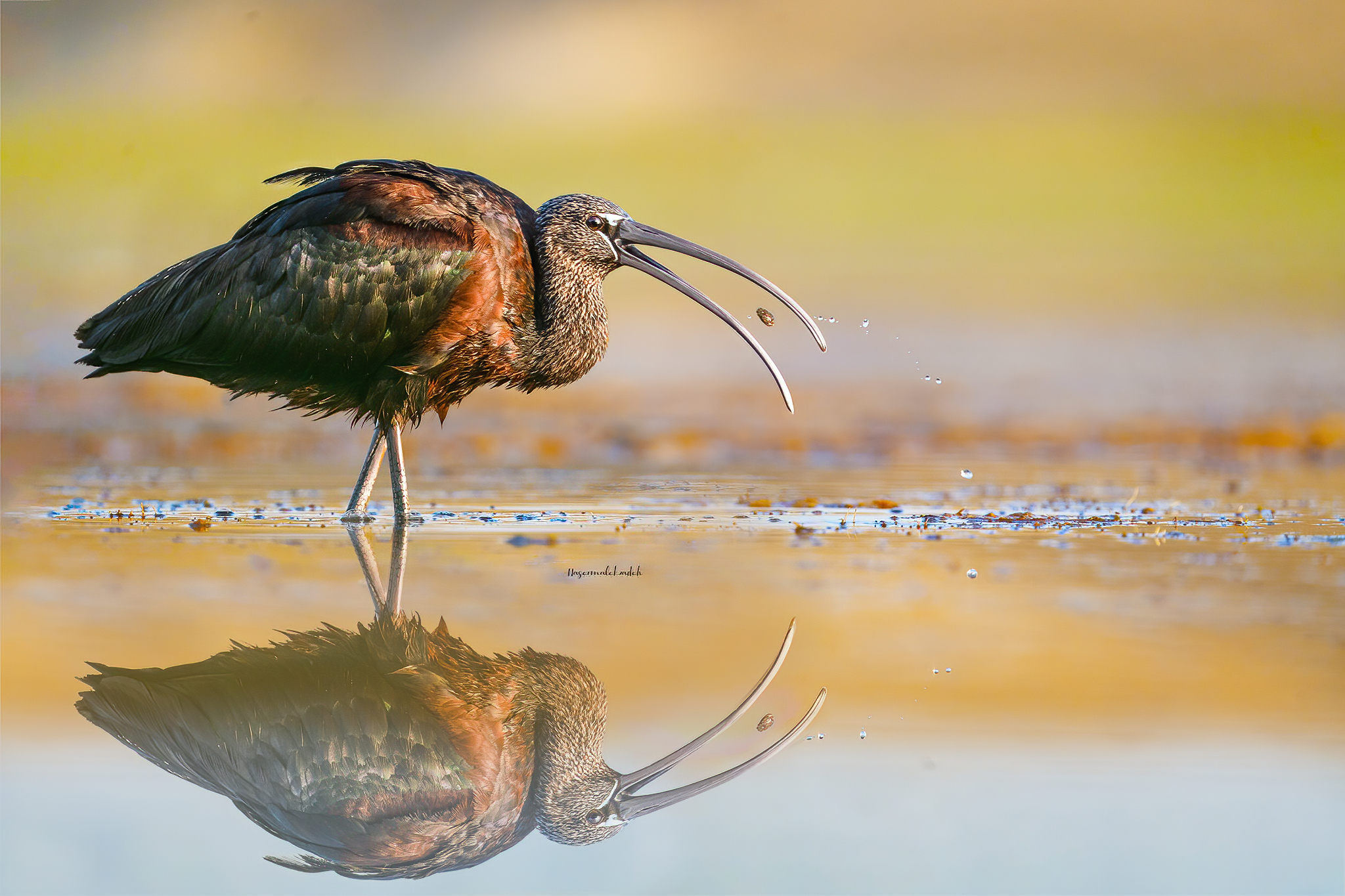 Glossy ibis