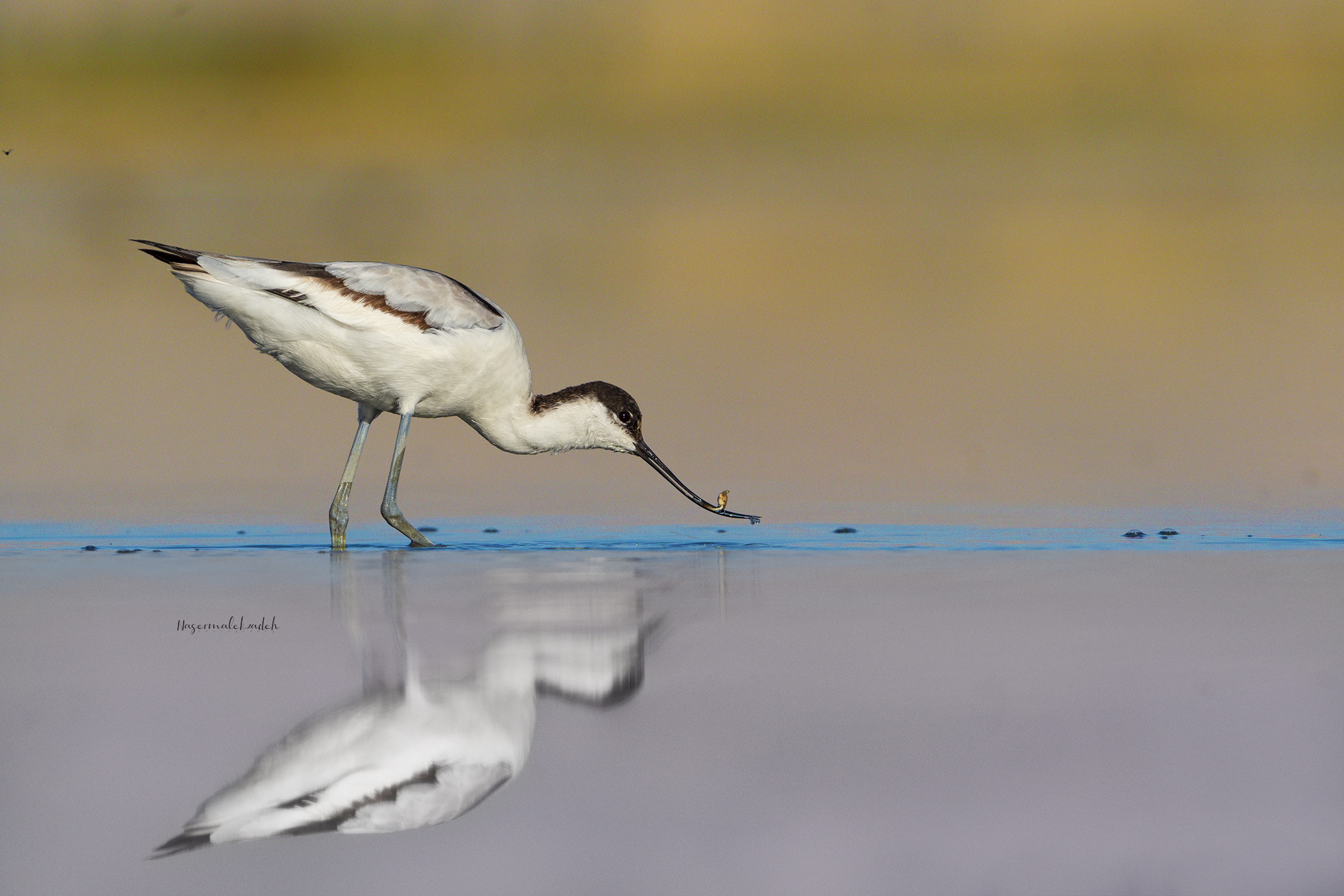 Avocetta