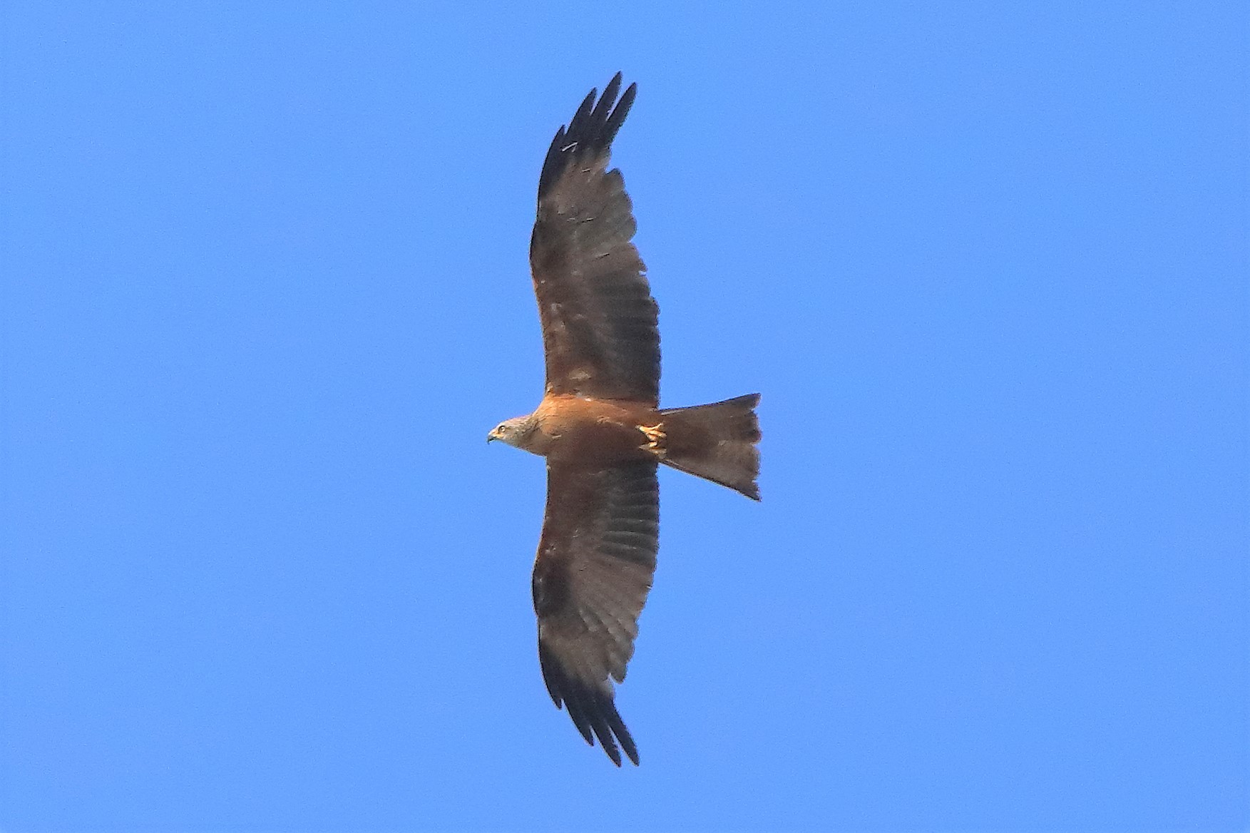 Nibbio bruno 21-07-2022