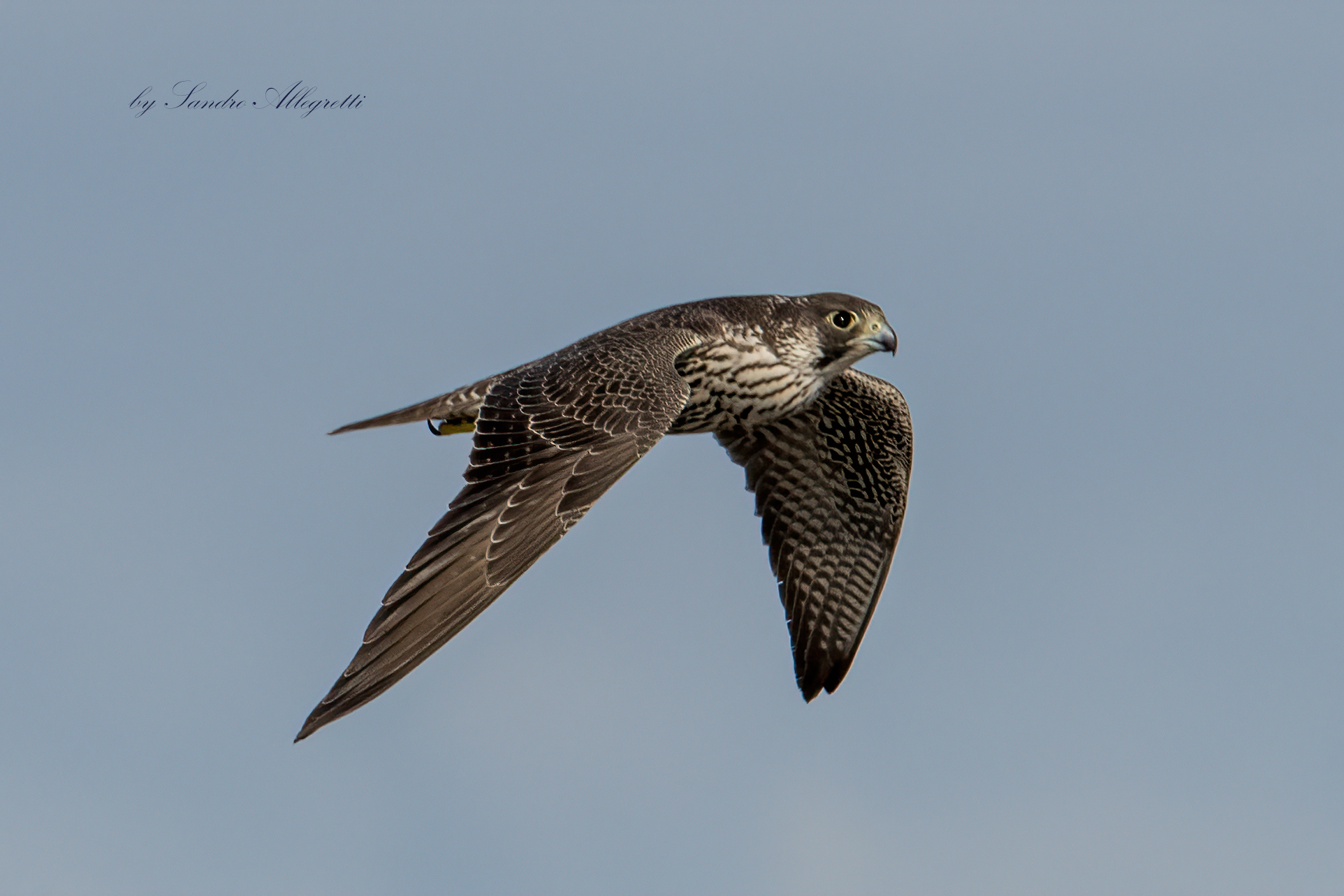 The peregrine falcon (Falco peregrinus )