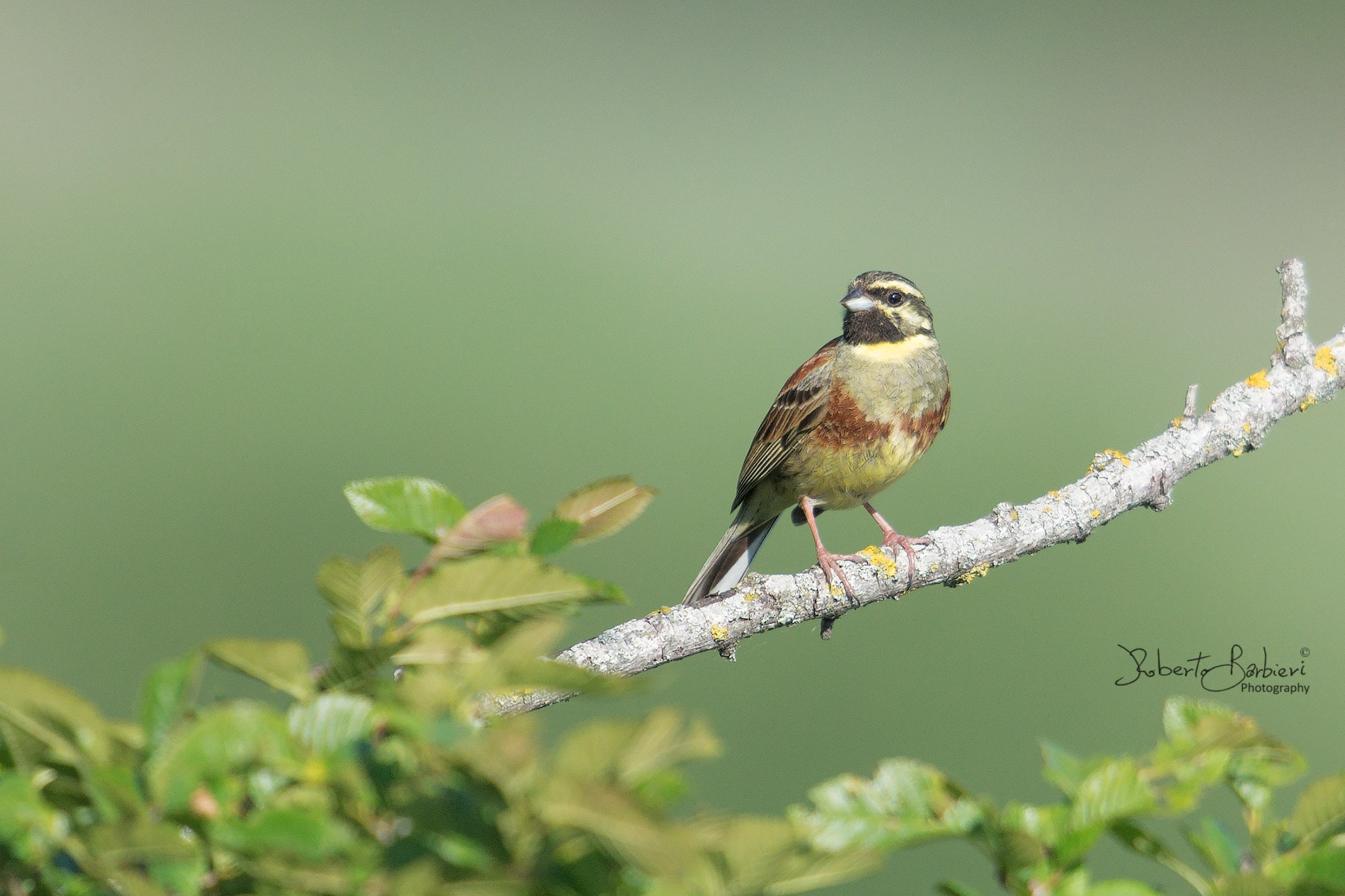 Cirl bunting