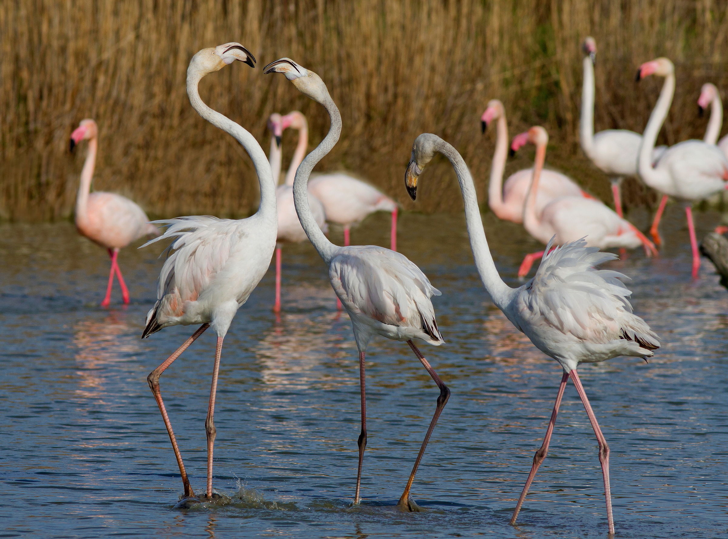 Scaramucce da Immaturi