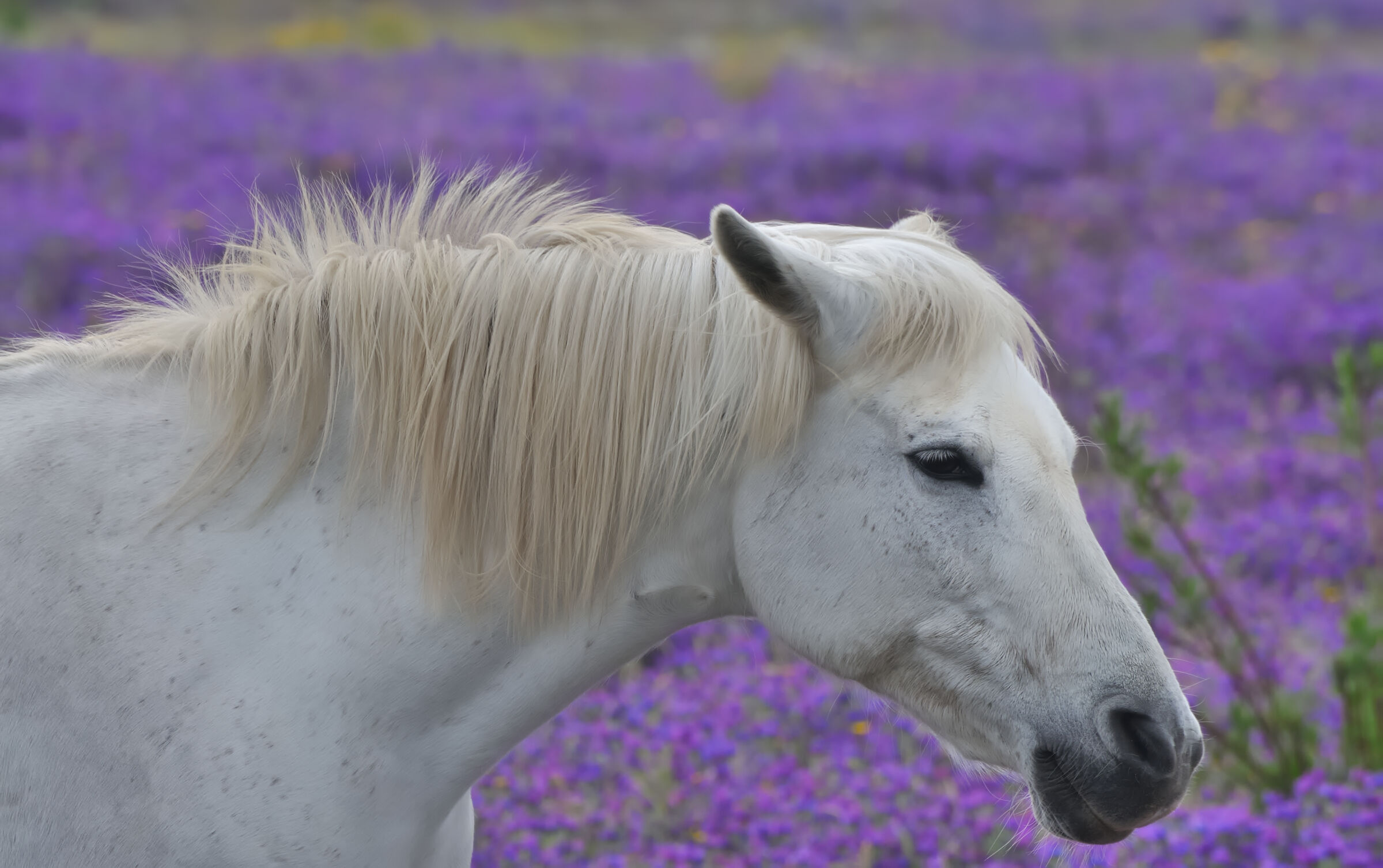 Cavallo vanitoso ...