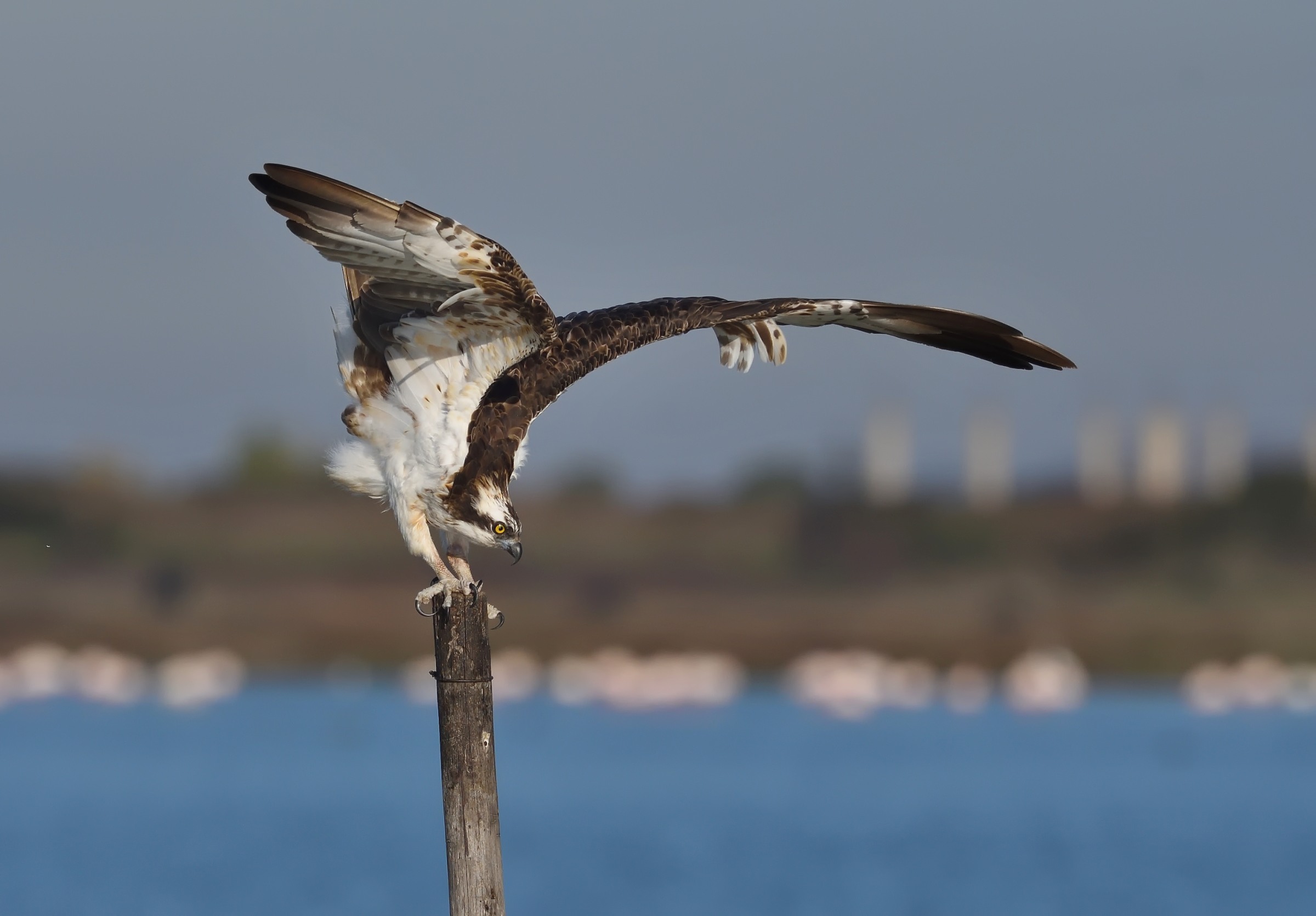 Osprey