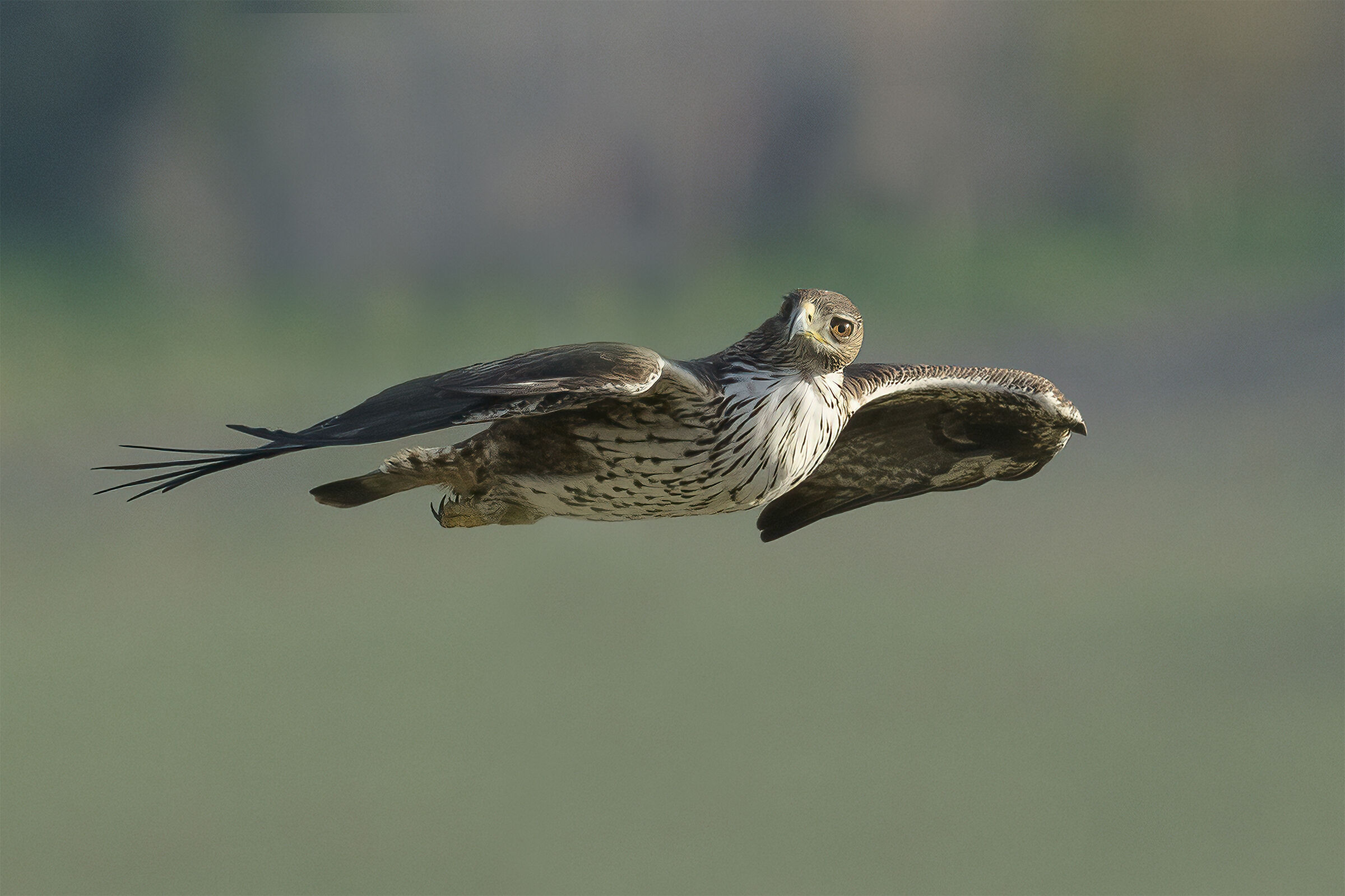 Bonelli's eagle