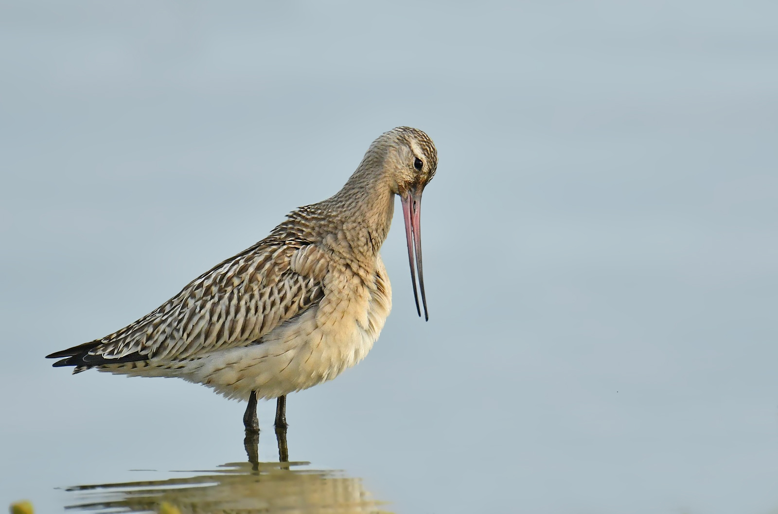 Bar-tailed godwit