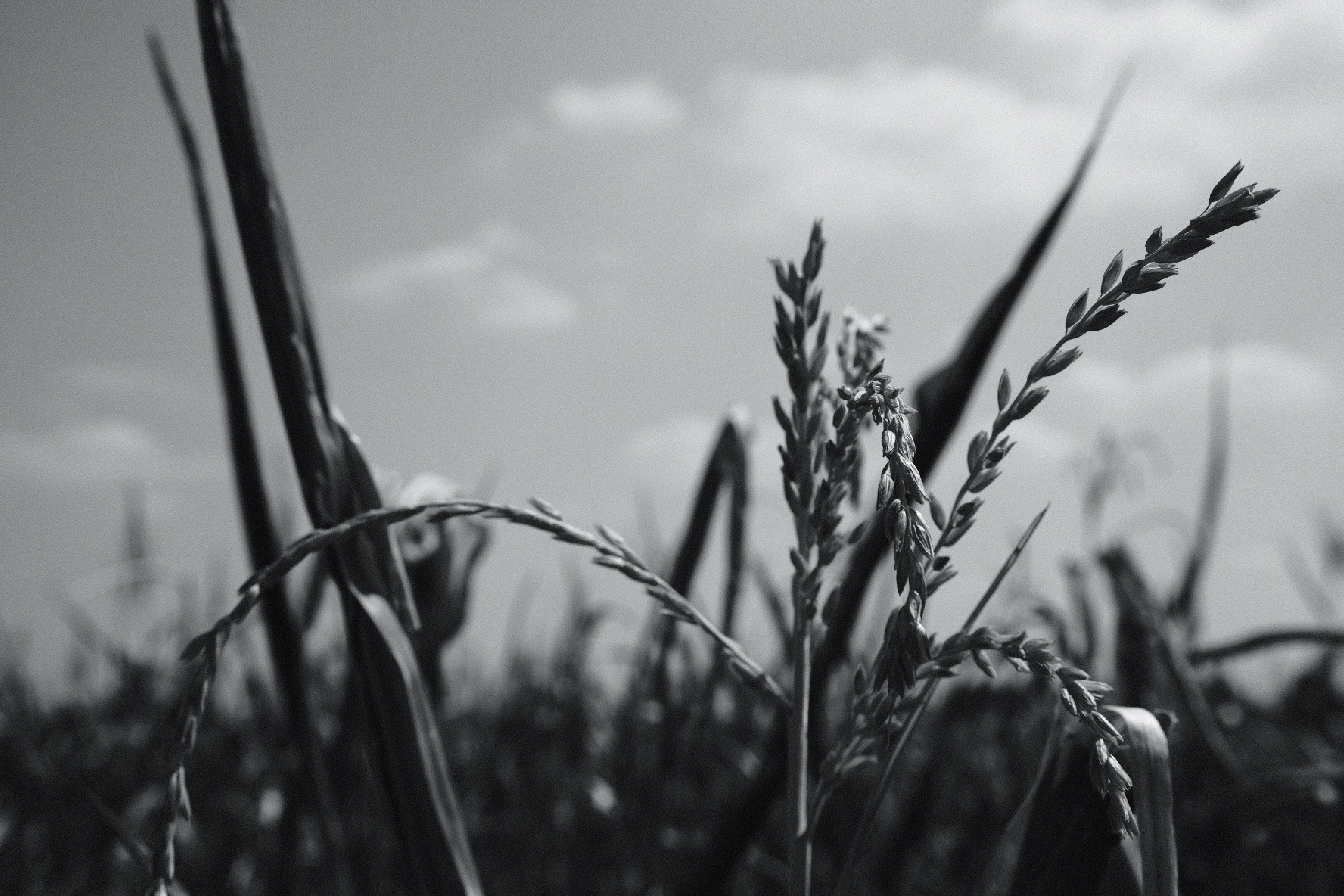 … Natura in Modena …