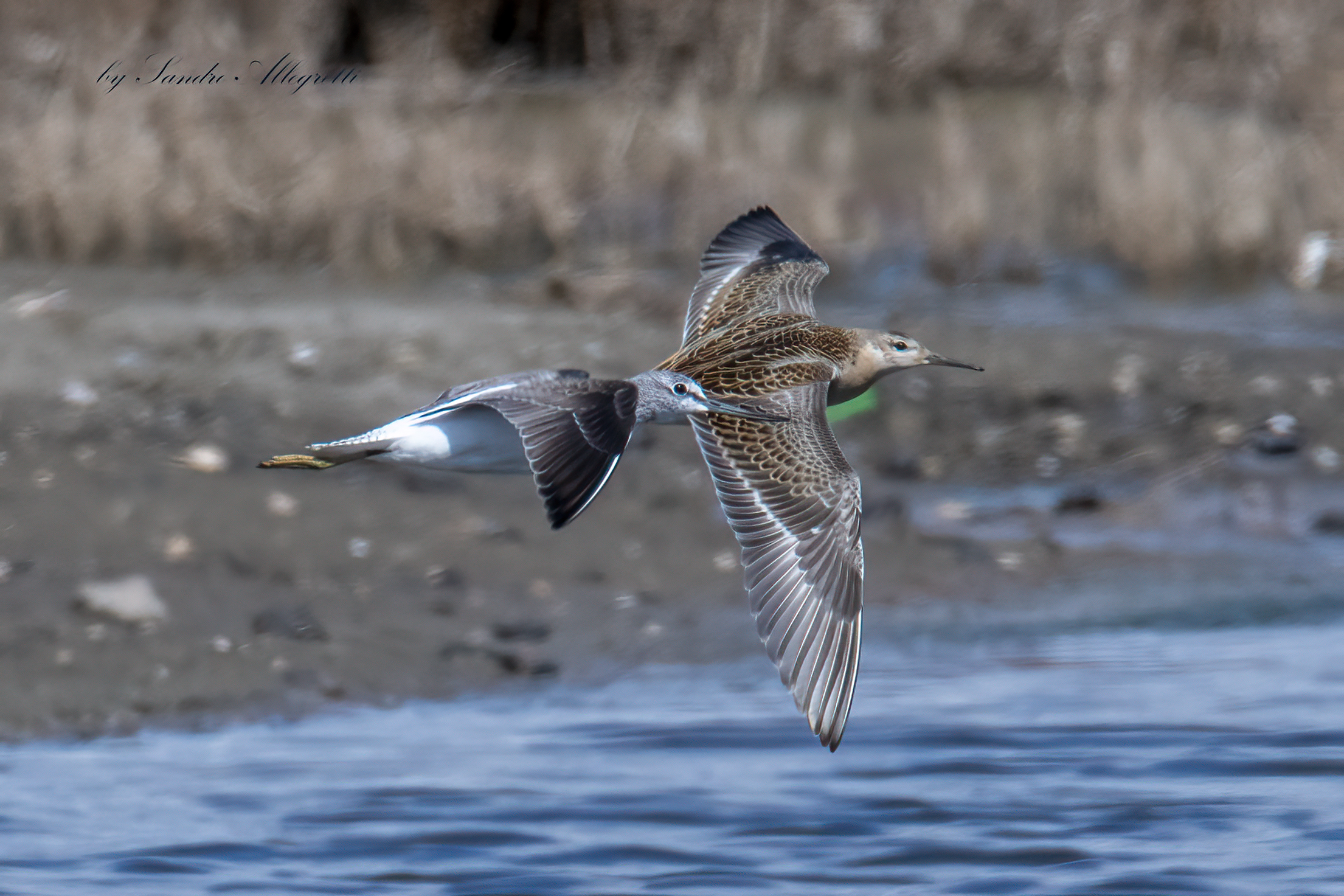 La pantana e il combattente