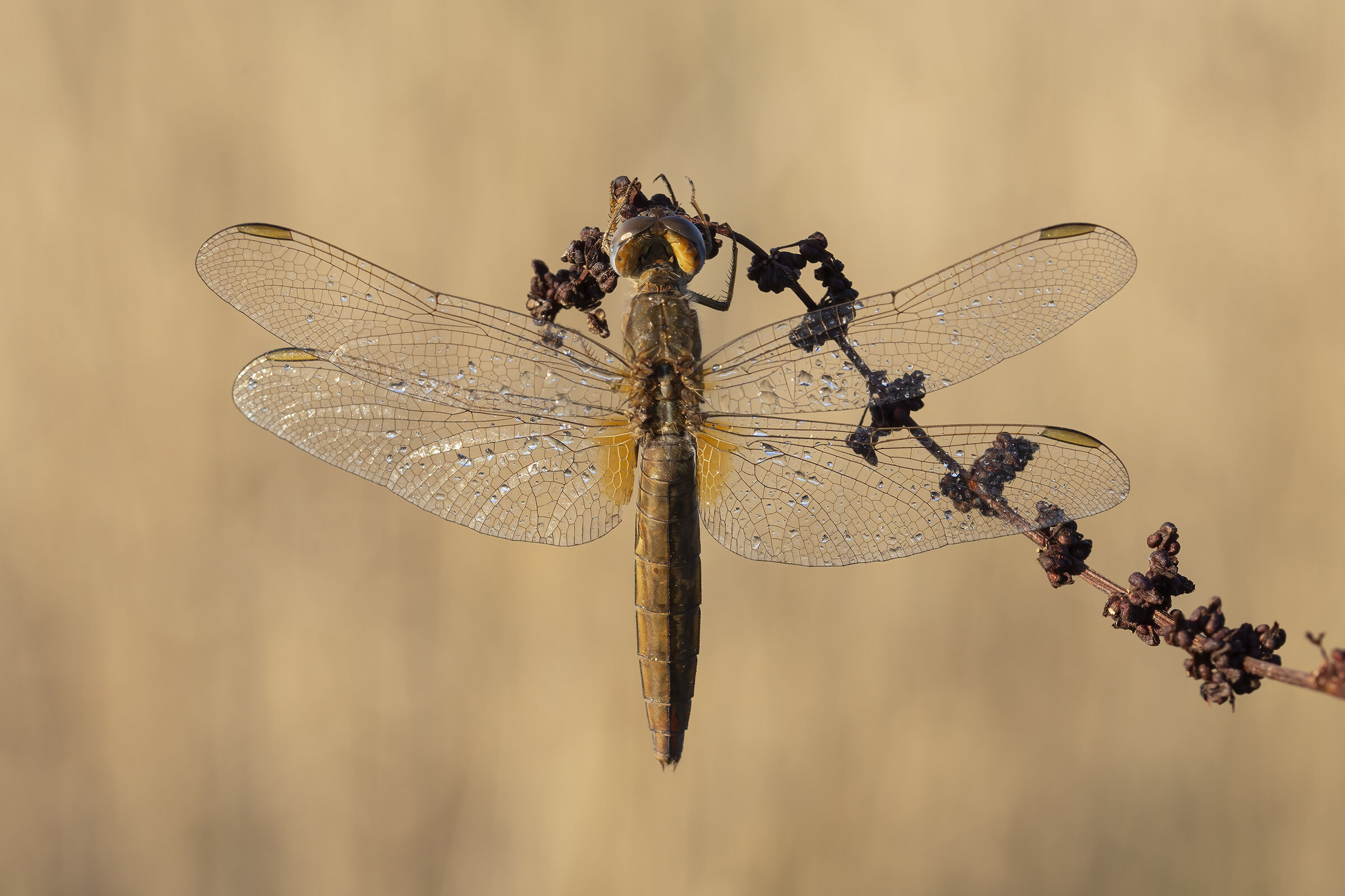 Dragonfly