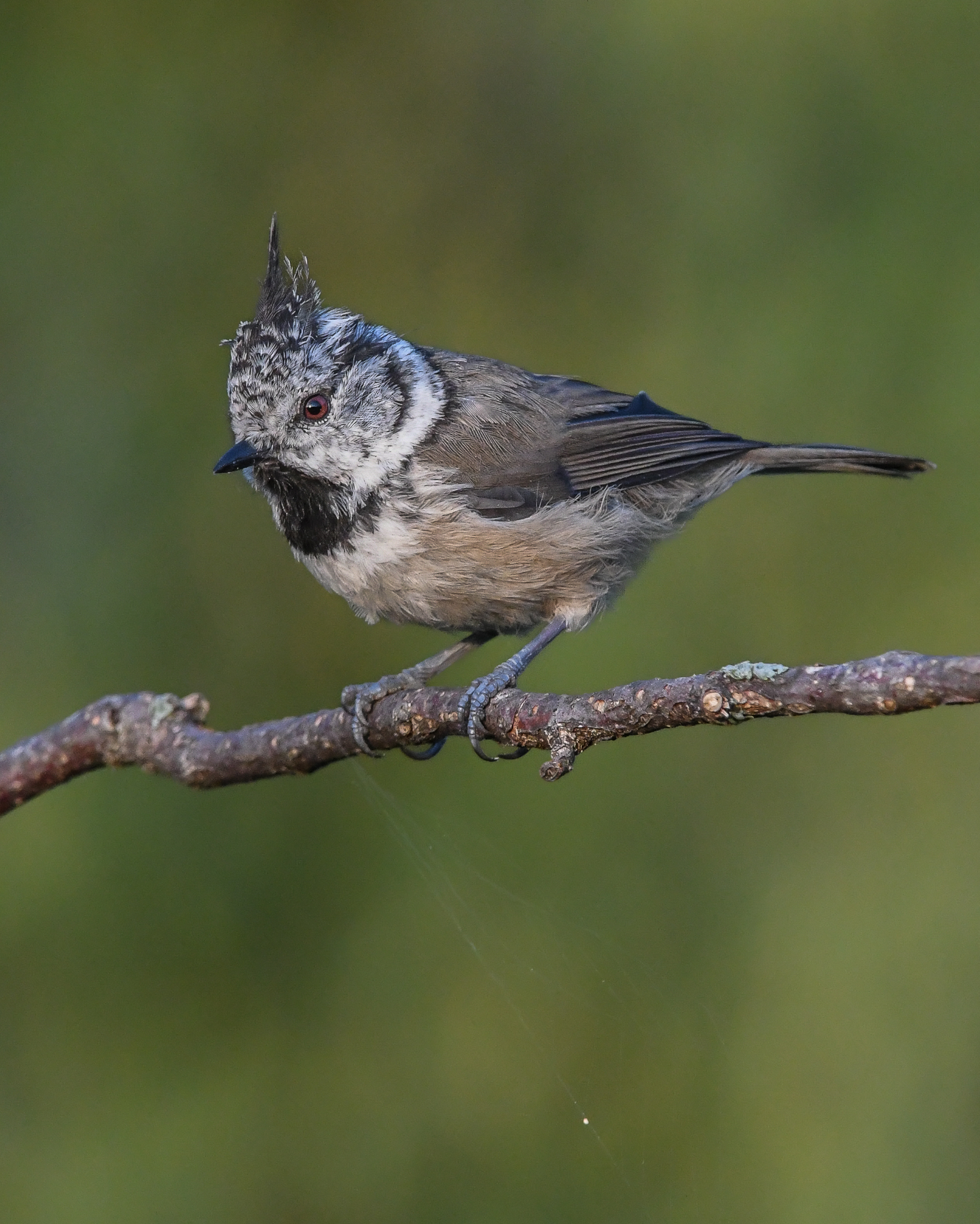 Cincia dal ciuffo sempre vigile