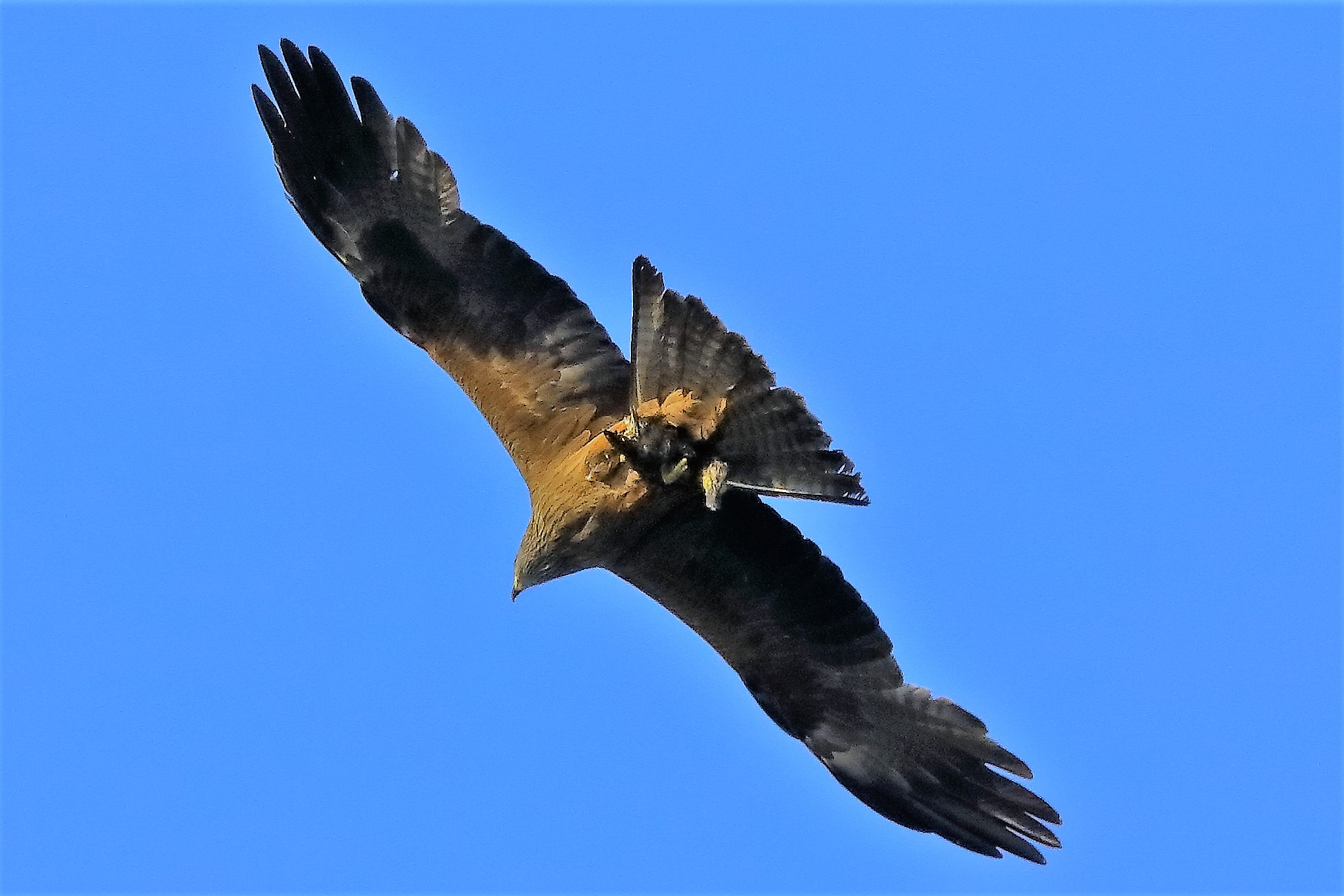 Nibbio bruno 06-06-2022