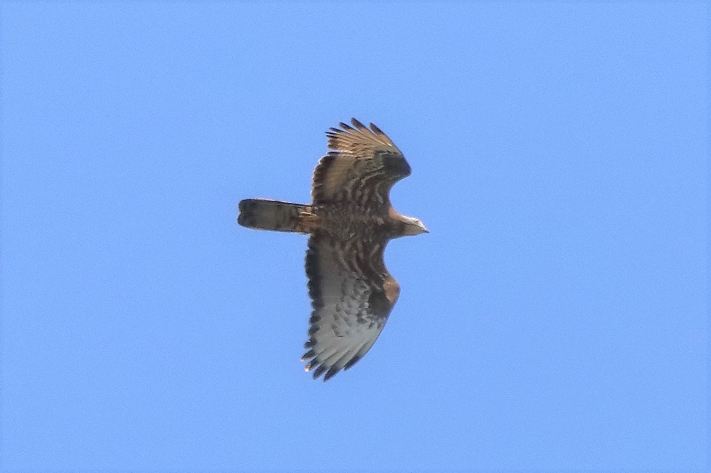 pecchiaiolo 02-07-2022