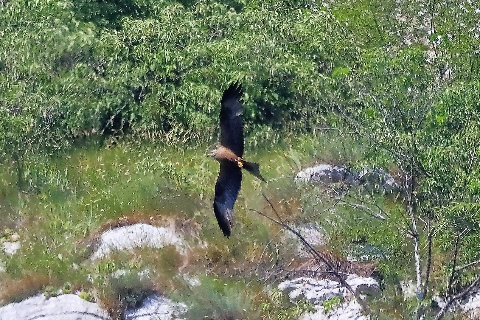 Nibbio bruno 03-07-2022