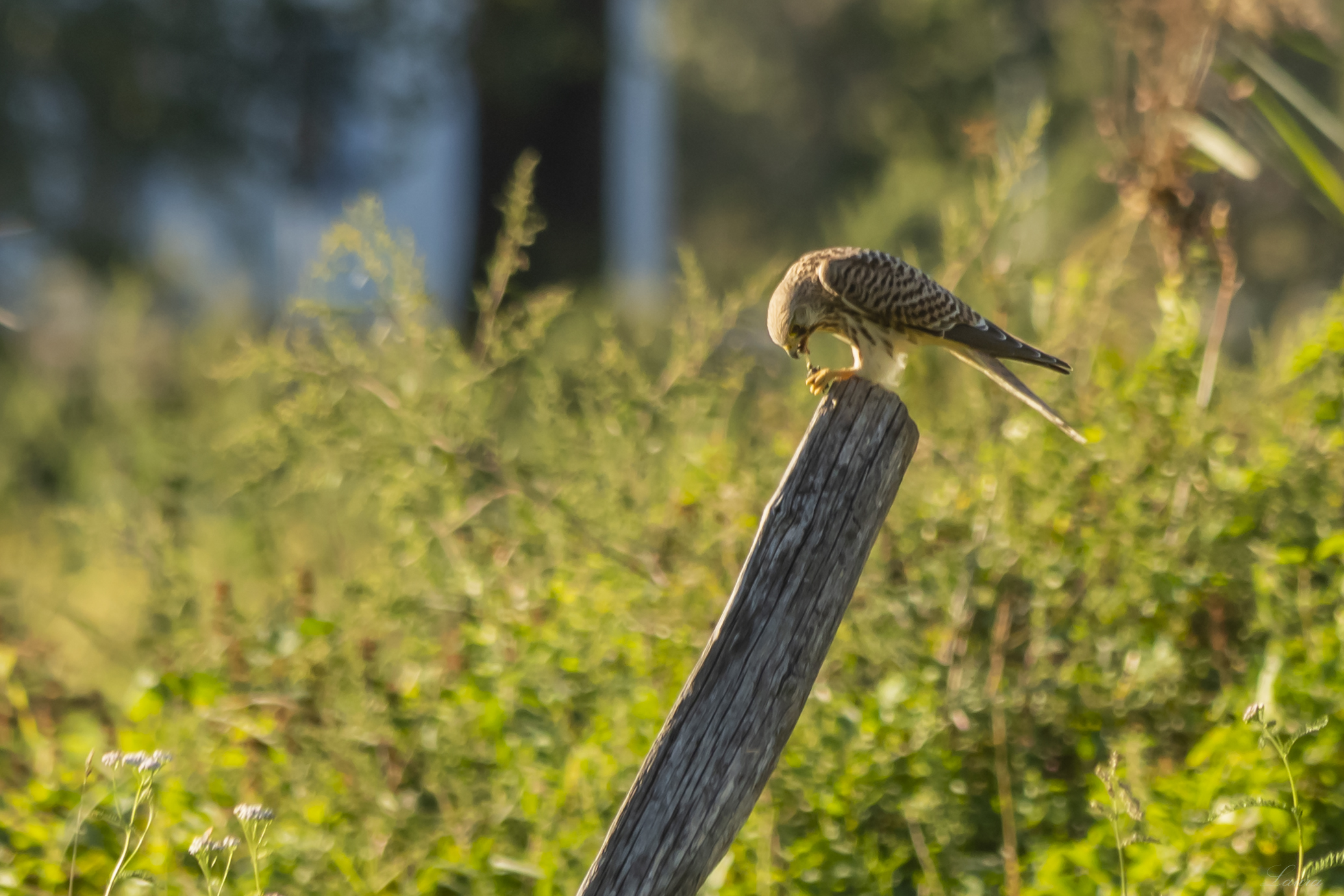 Dinner with the kestrel