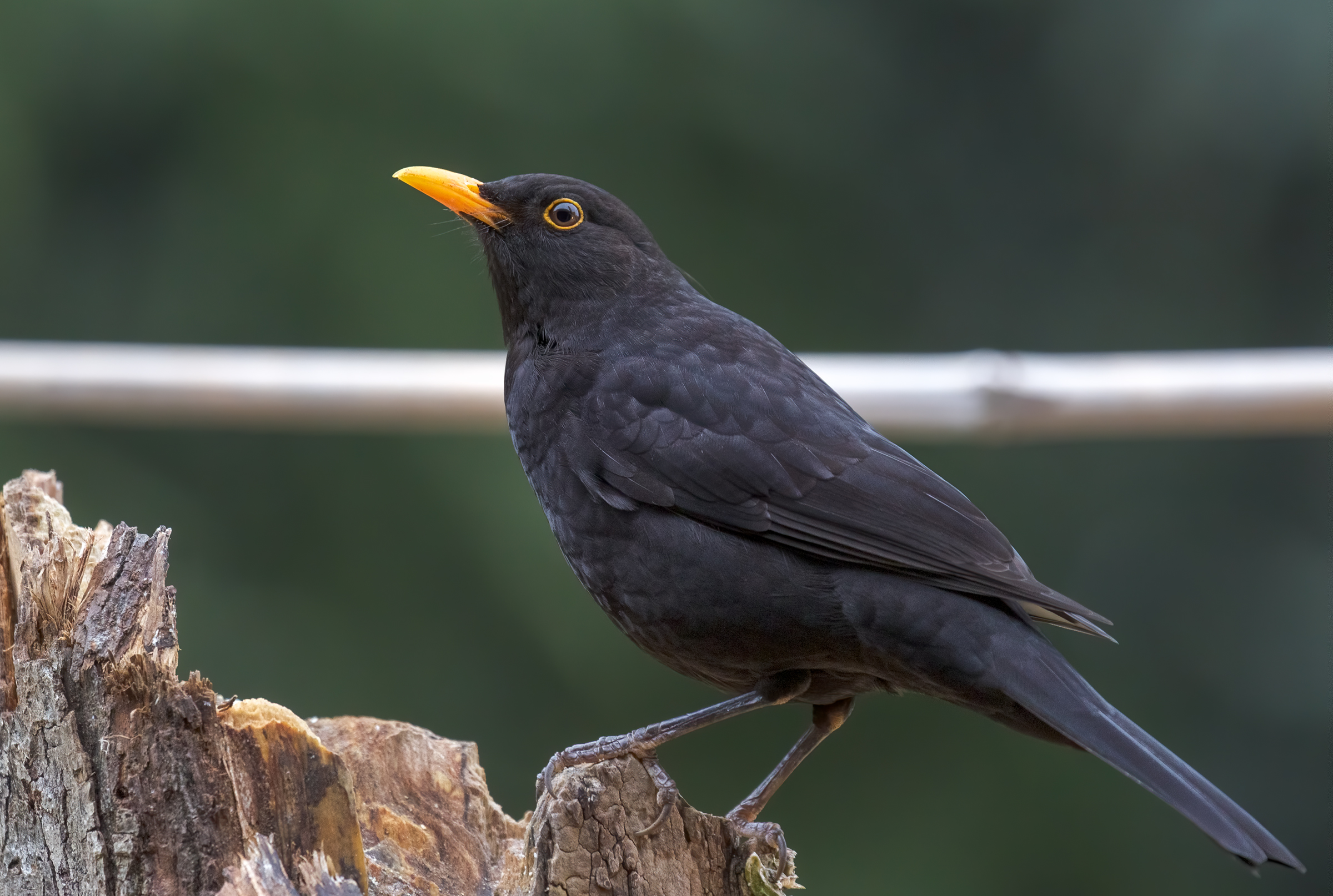blackbird