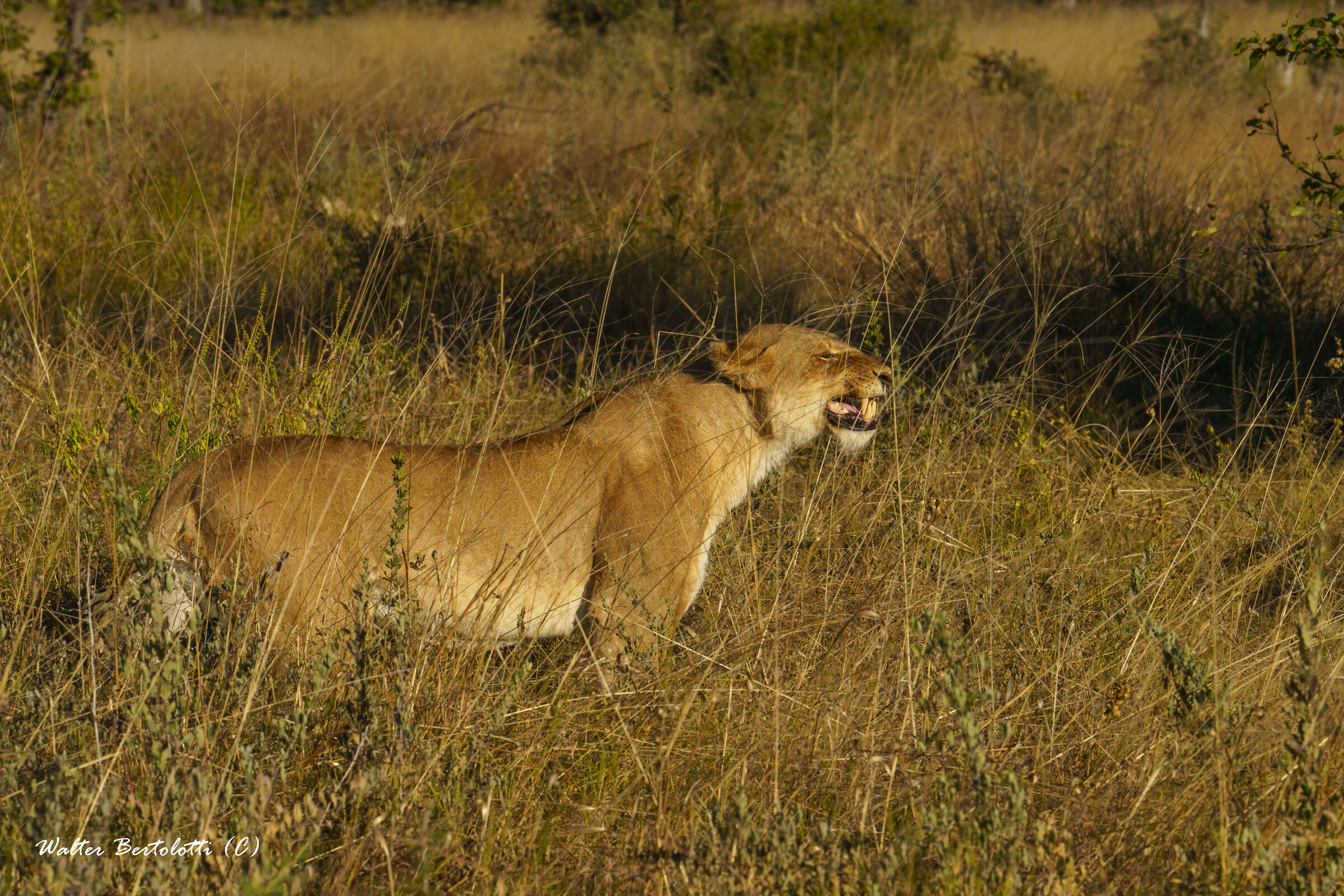 ha sentito qualcosa nell'aria