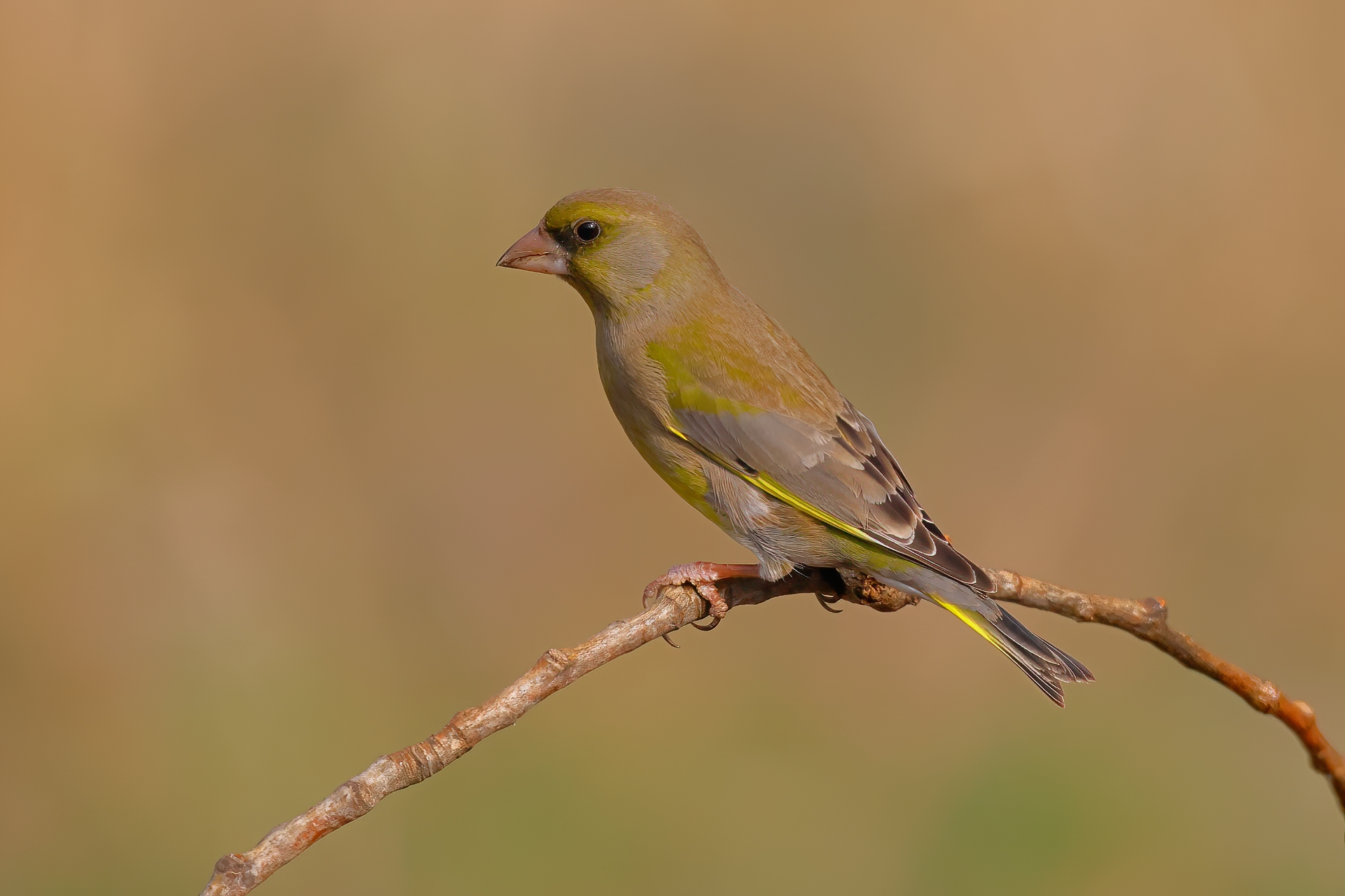 Greenfinch