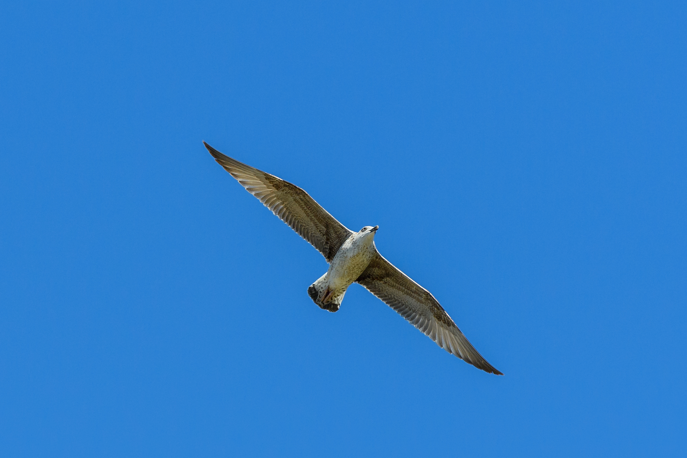 Gull
