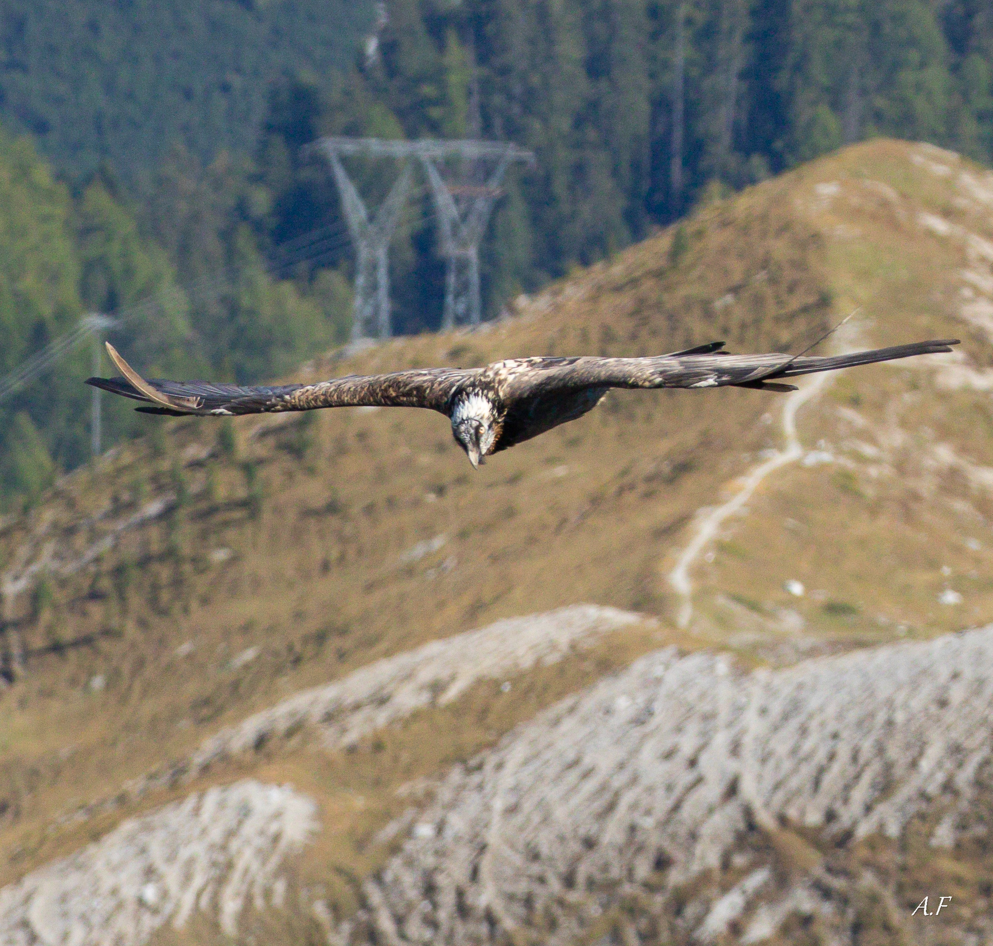 Bearded Vulture - Stelvio National Park