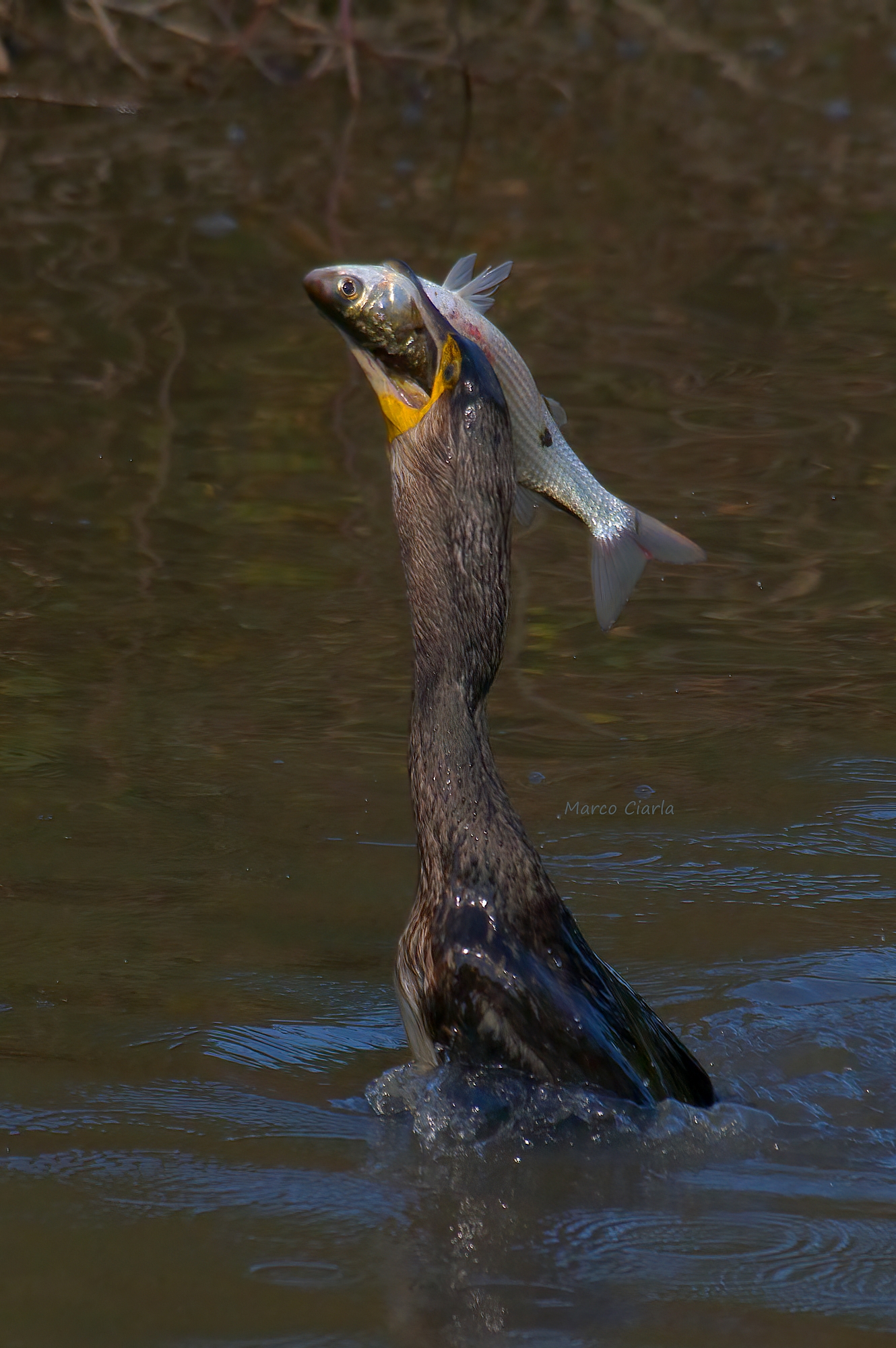 Cormorano (Phalacrocorax carbo)+Cefalo(Mugil cephalus)