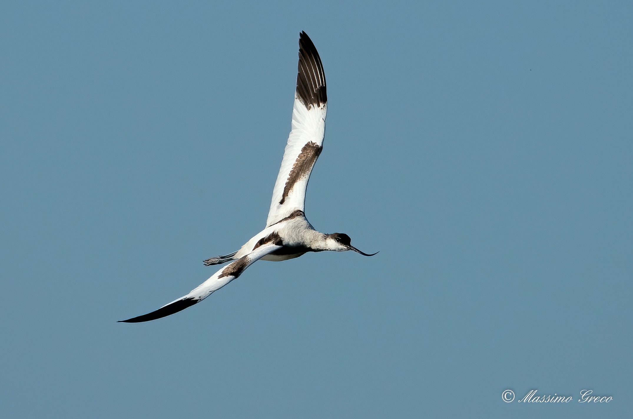 Avocet
