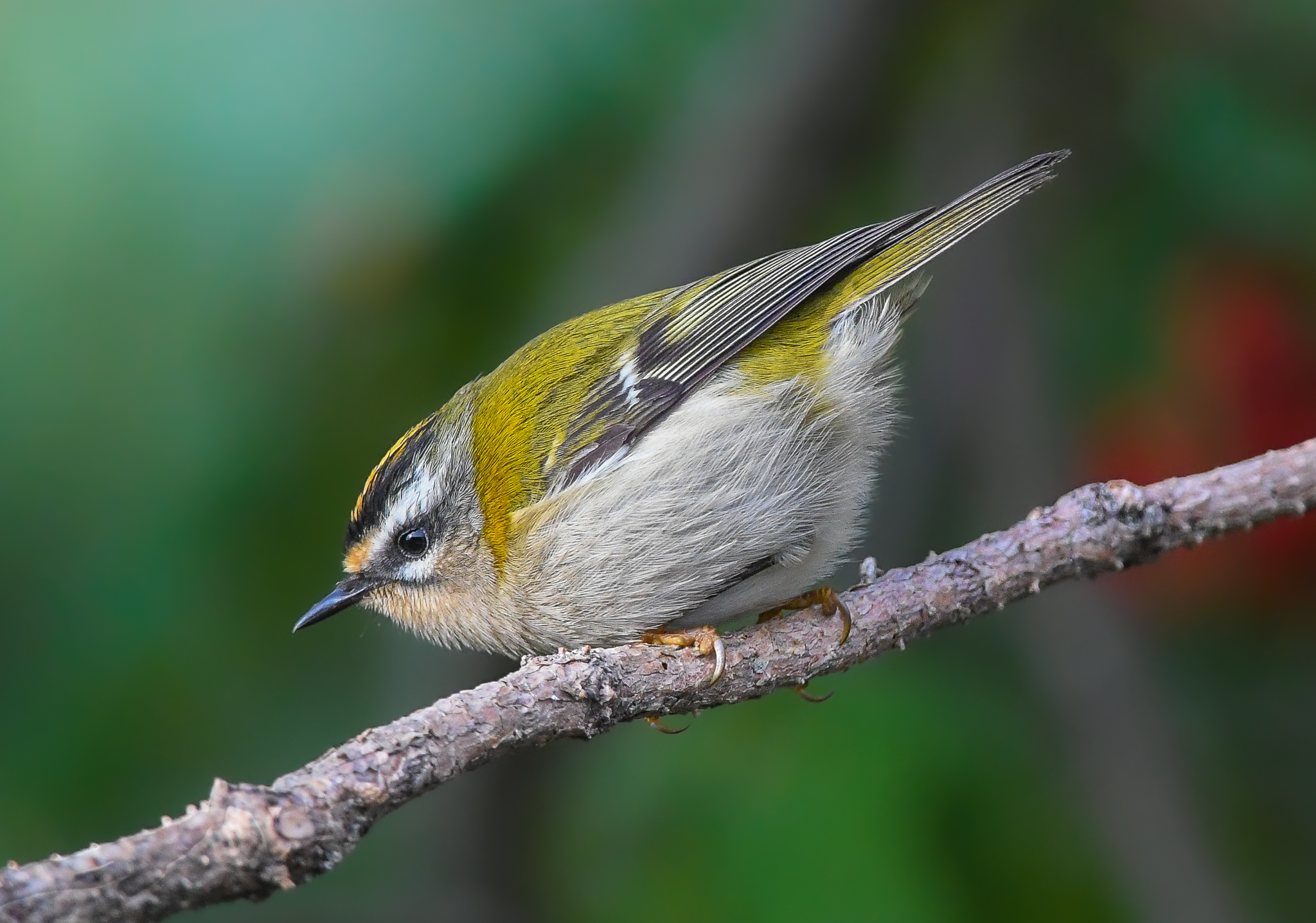 Tenerissimo Fiorrancino