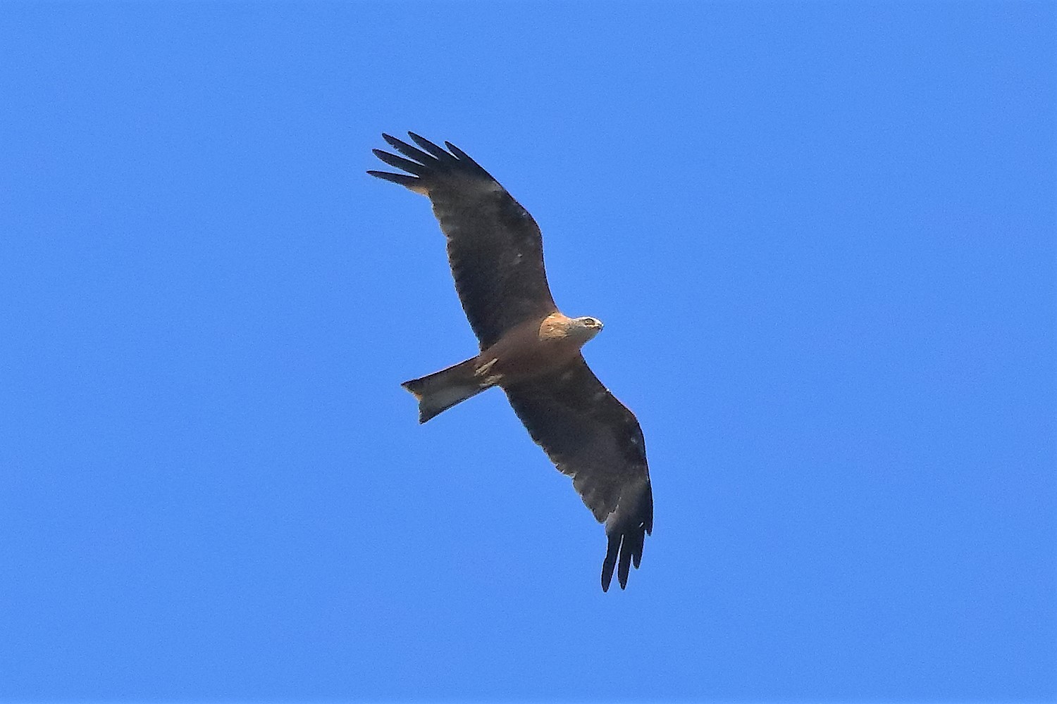 Nibbio bruno 18-07-2022