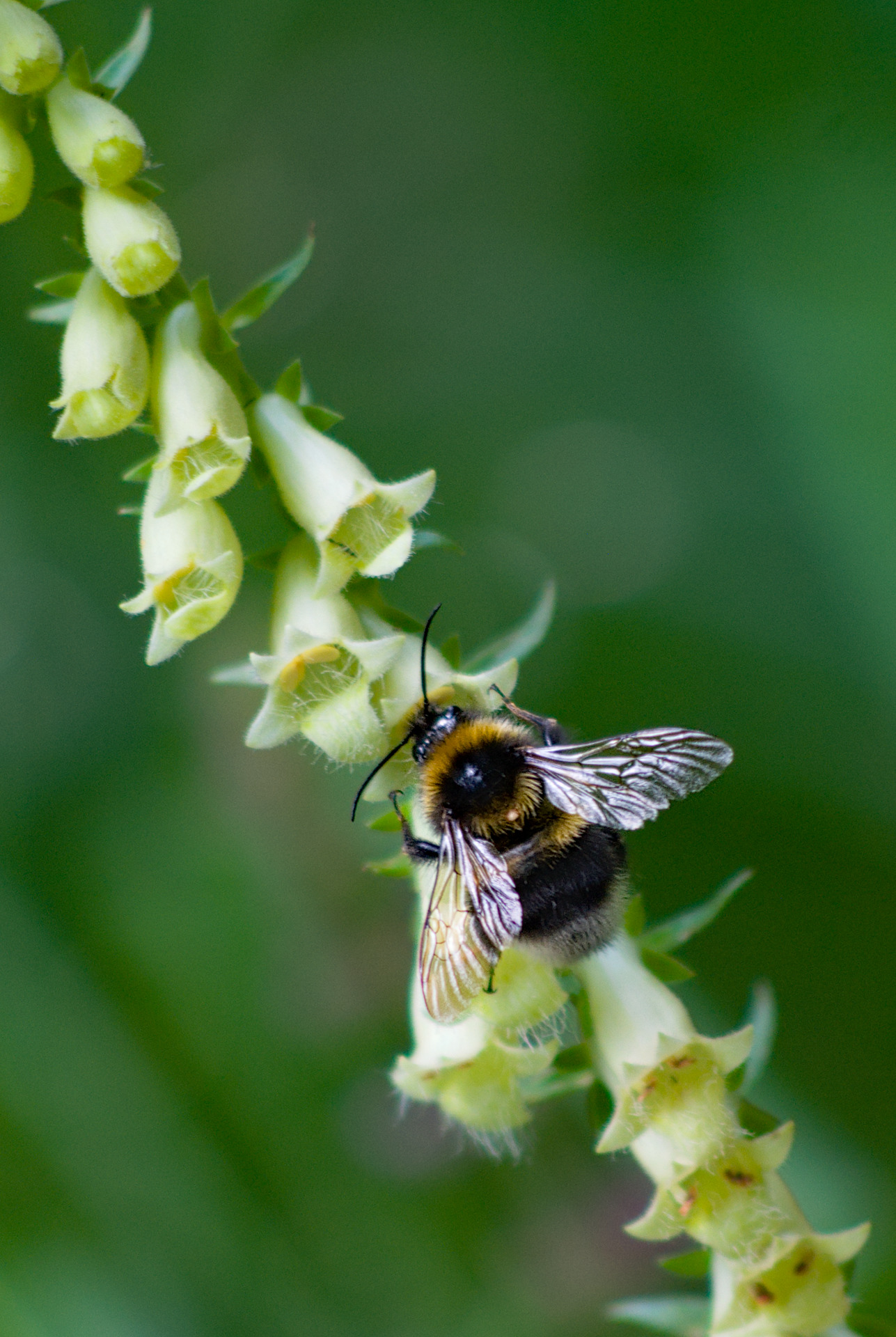 Bombus Hortorum