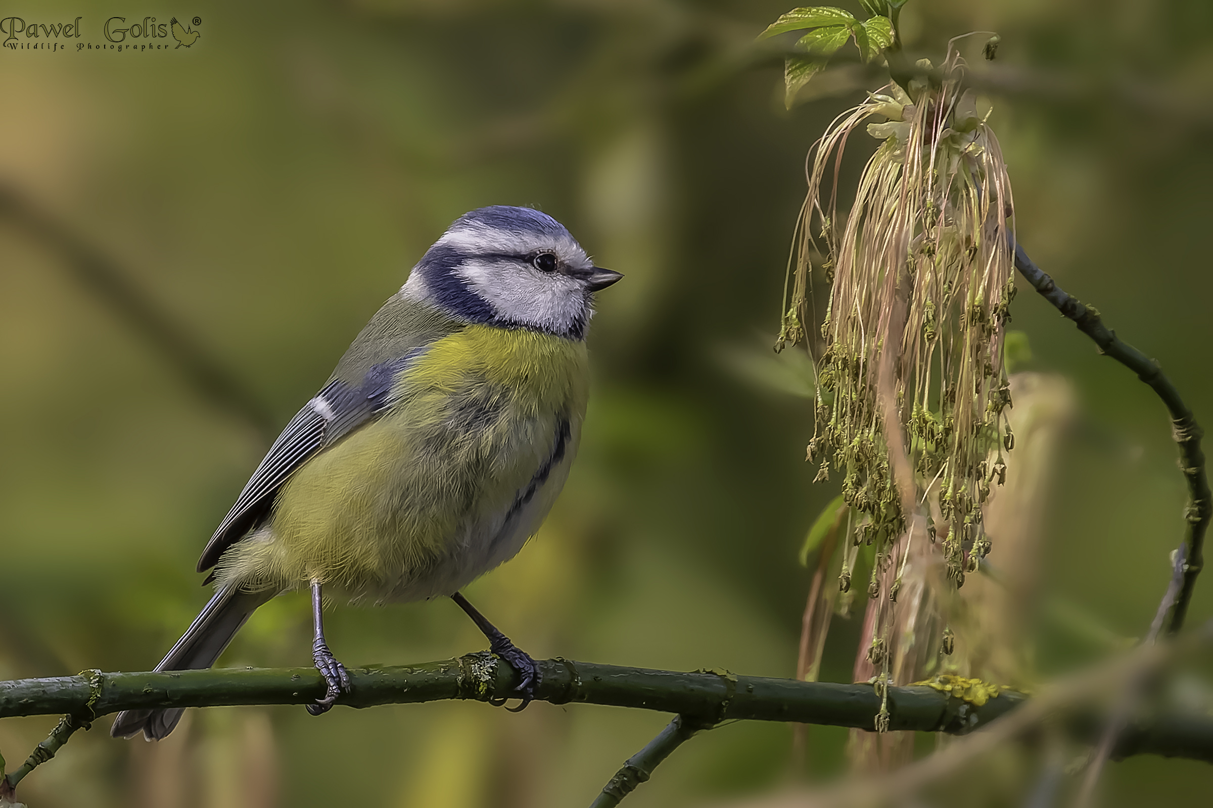 Eurasian blue tit (Cyanistes caeruleus)