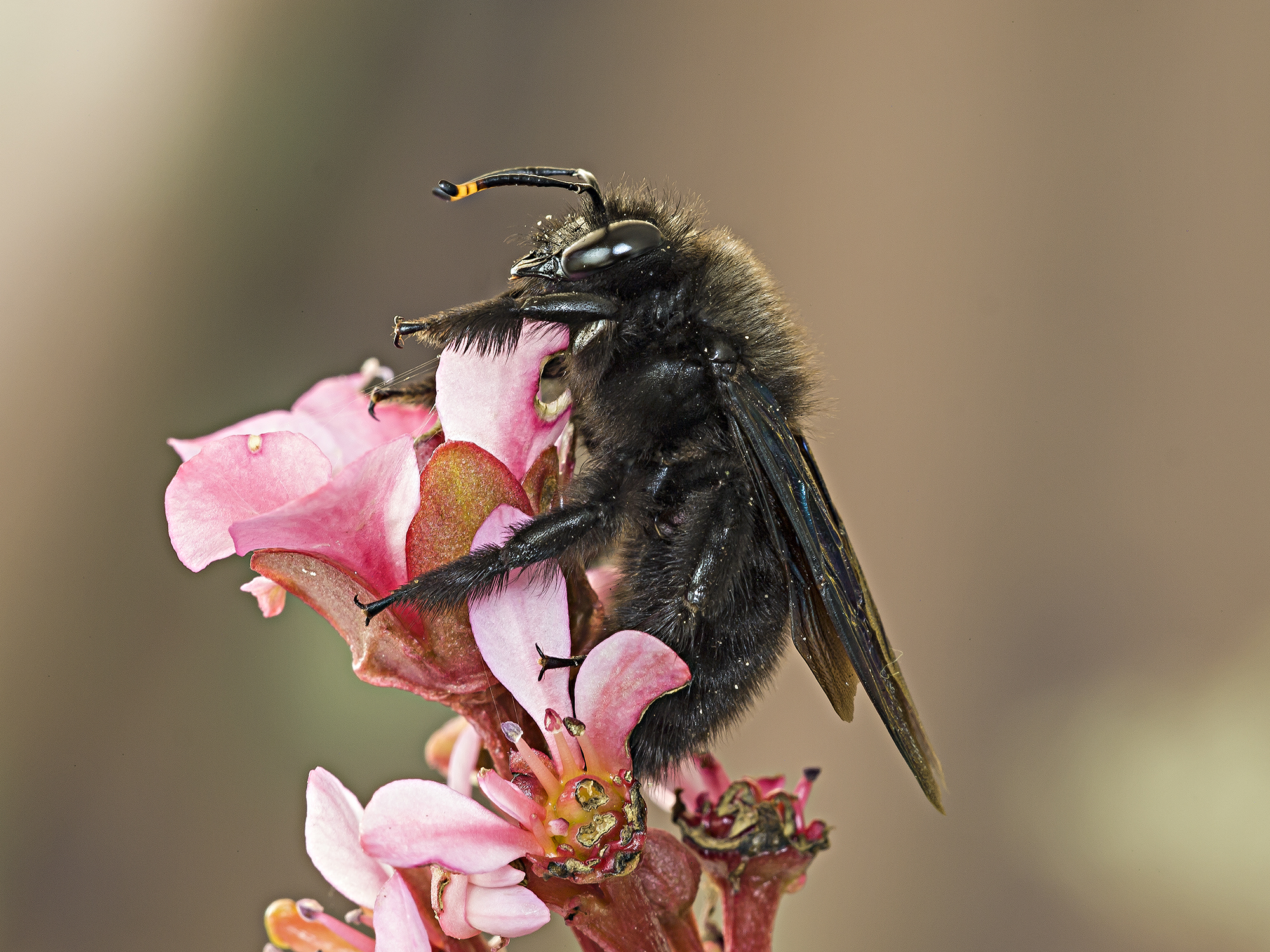 Xylocopa violacea