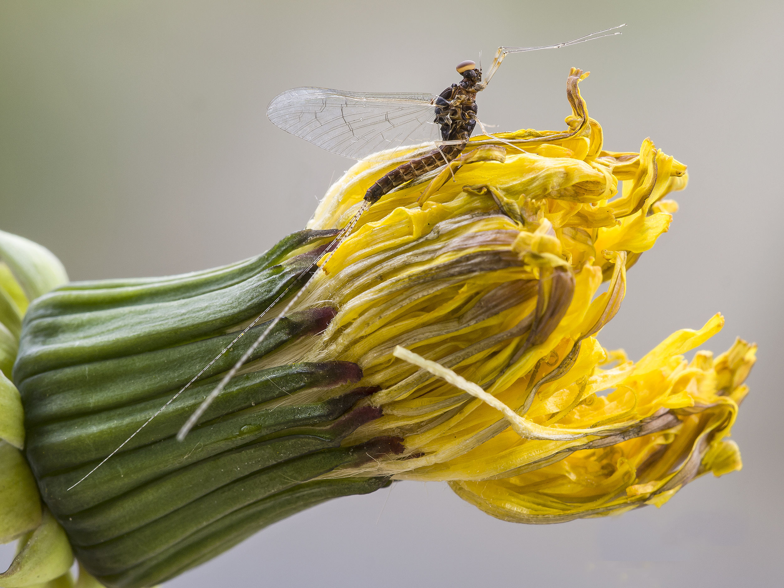 Baetis rhodani della famiglia Baetidae