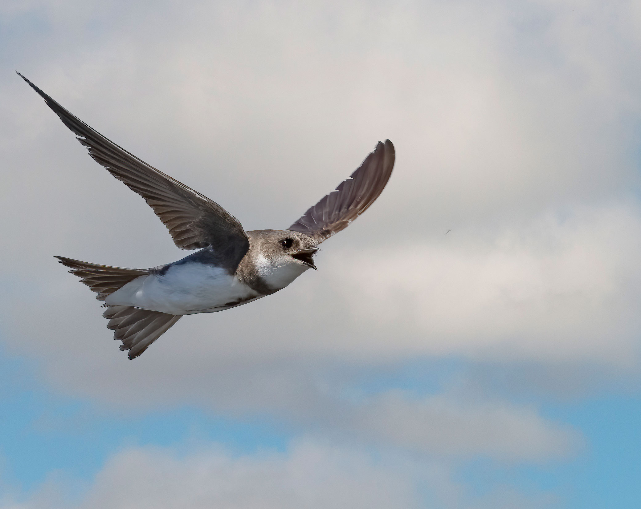 il topino e il moscerino