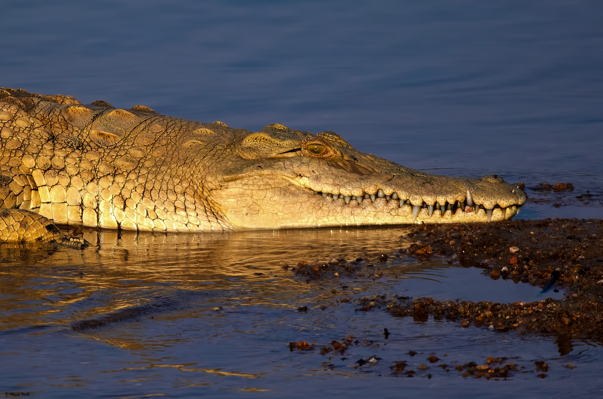 "Un perfido sorriso" (Zambia)