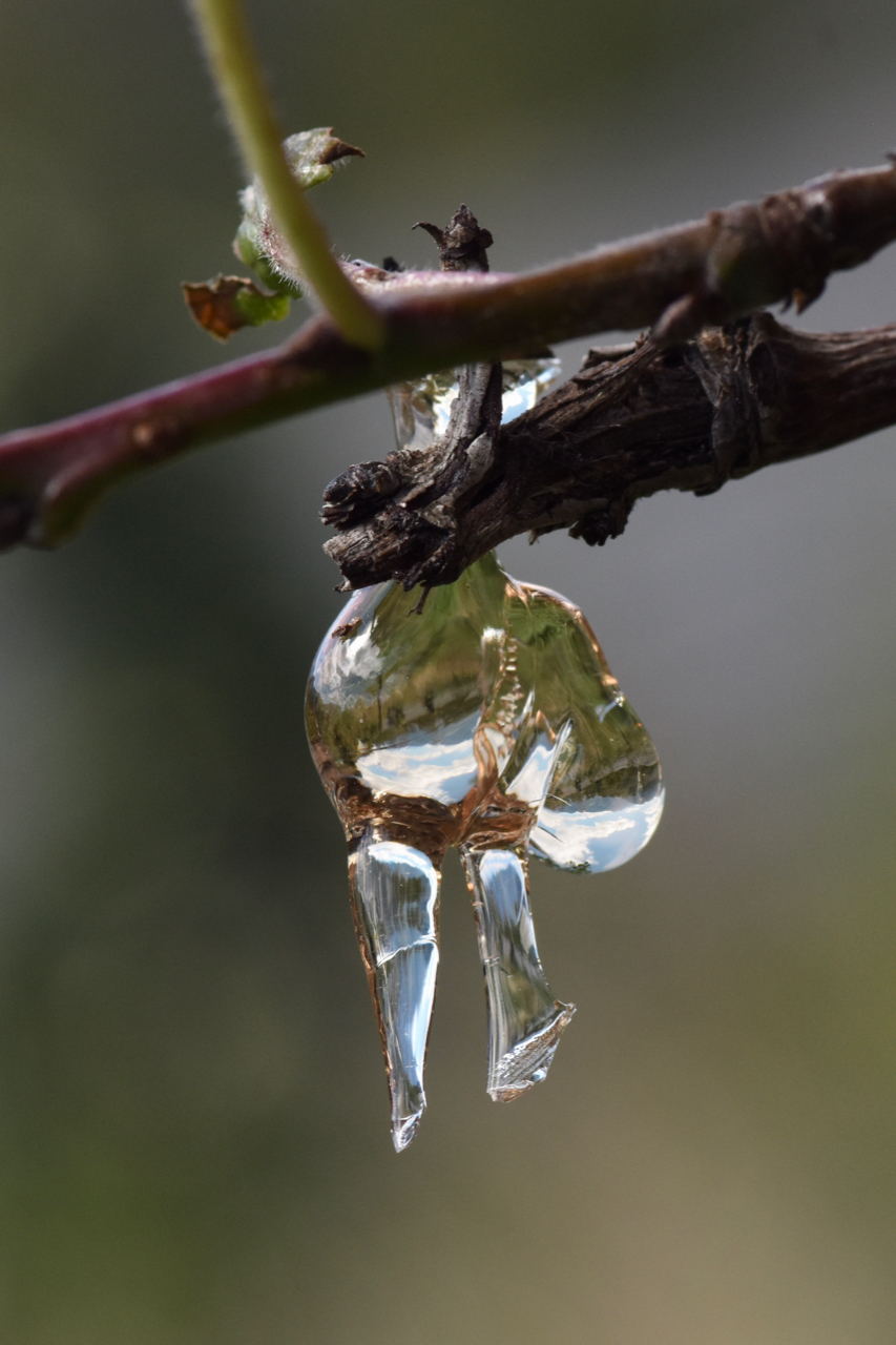 Lacrime sul vitigno