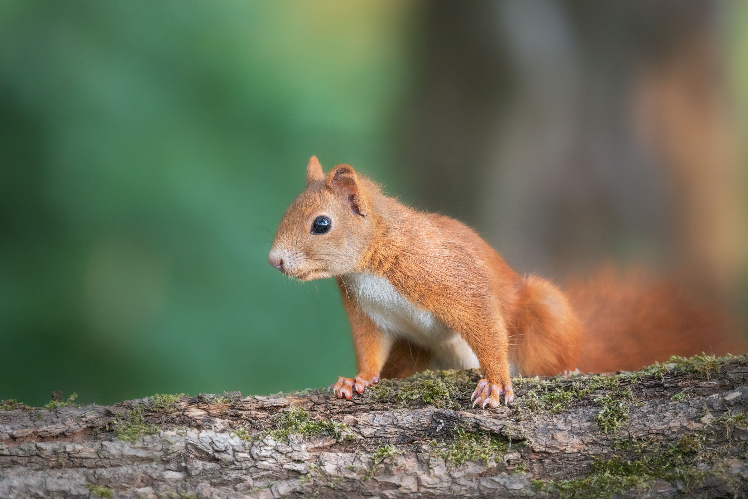 Red squirrel