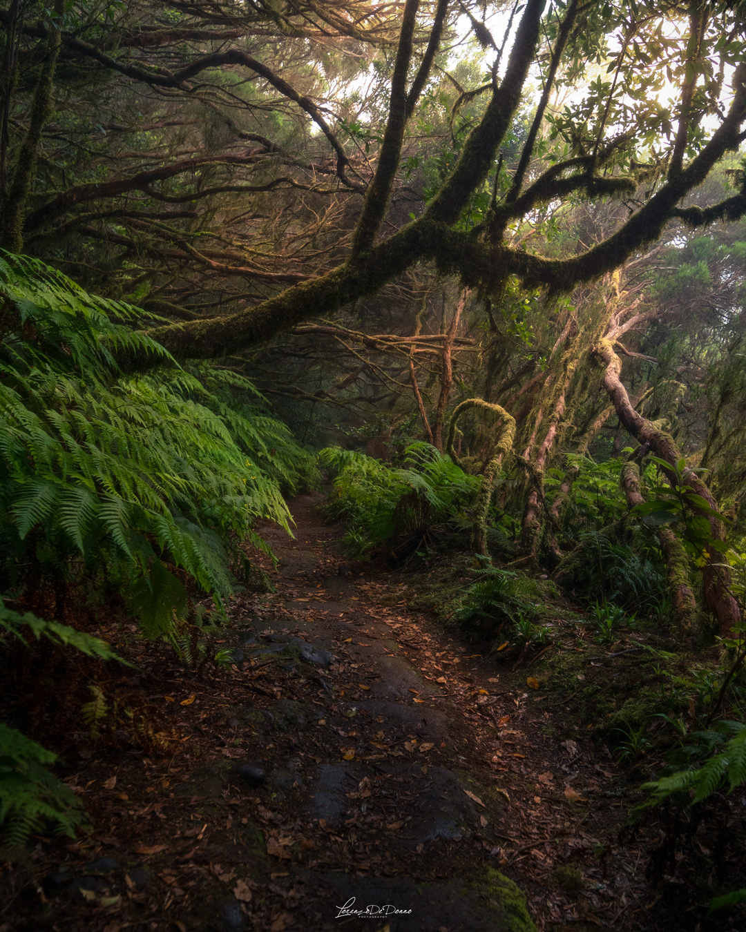 Into the wild - Tenerife
