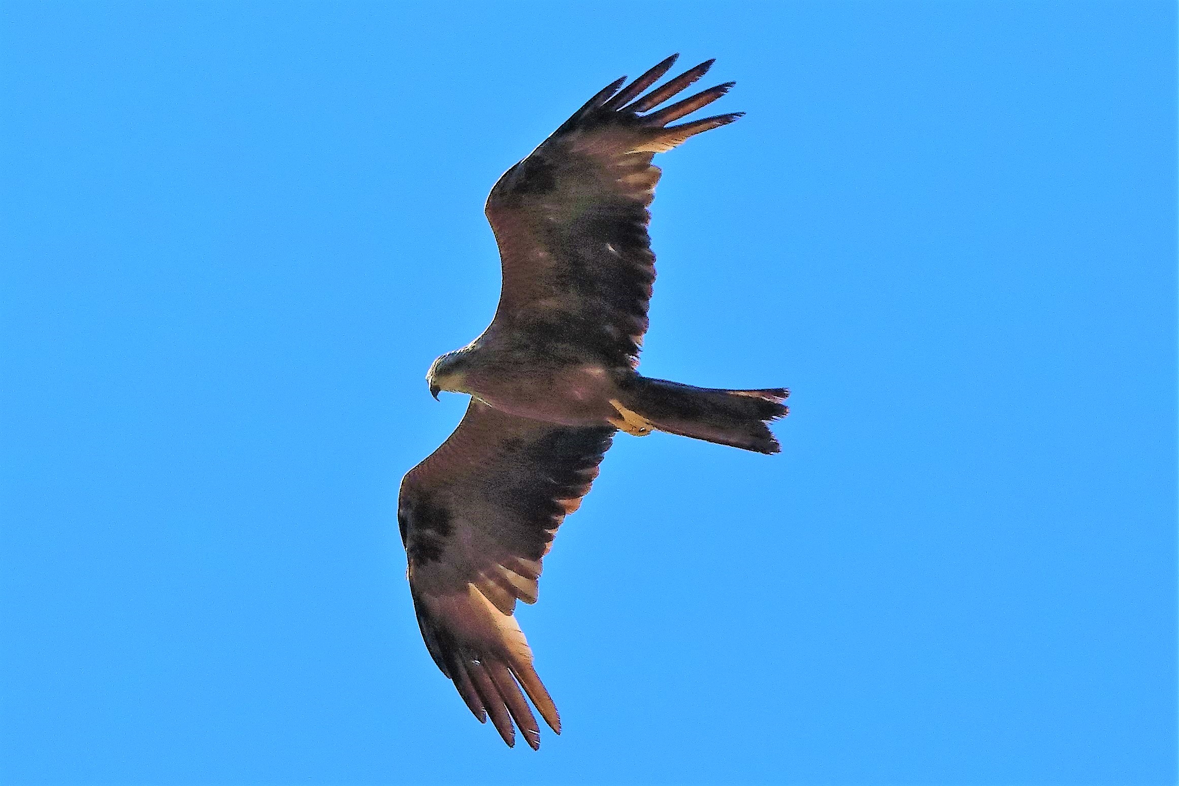 Nibbio bruno 30-07-2022