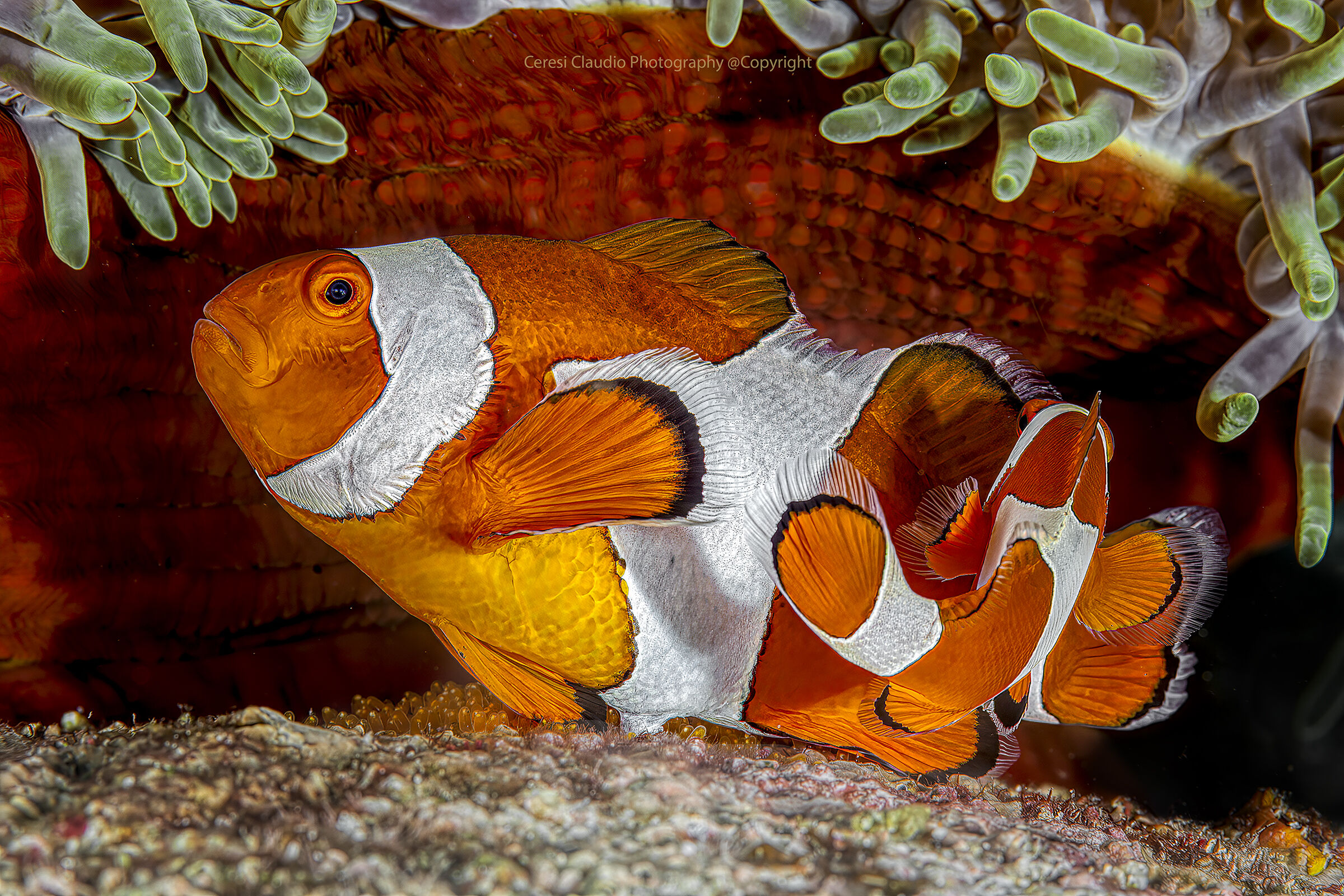 Australian clownfish Amphiprion ocellaris