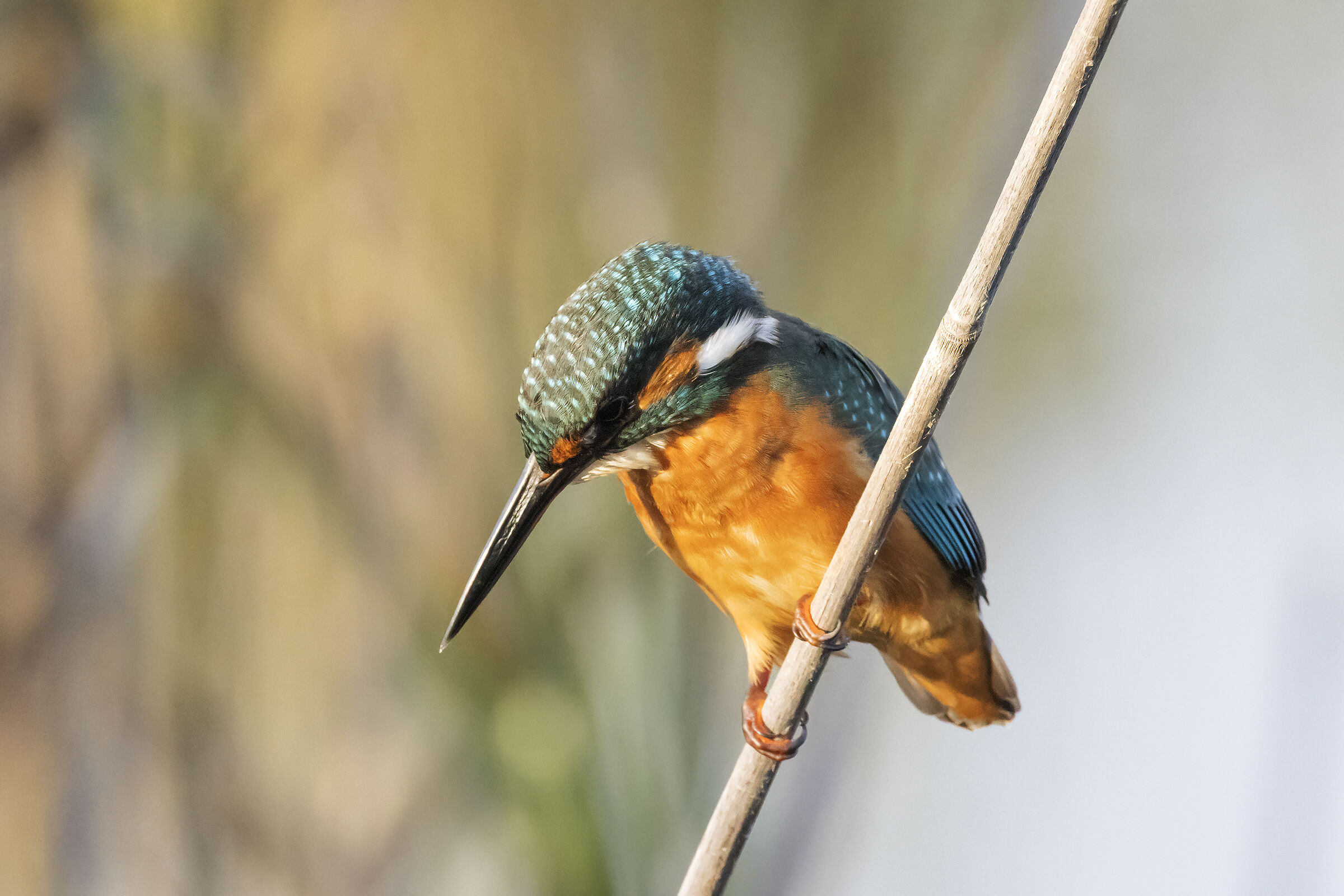 Kingfisher