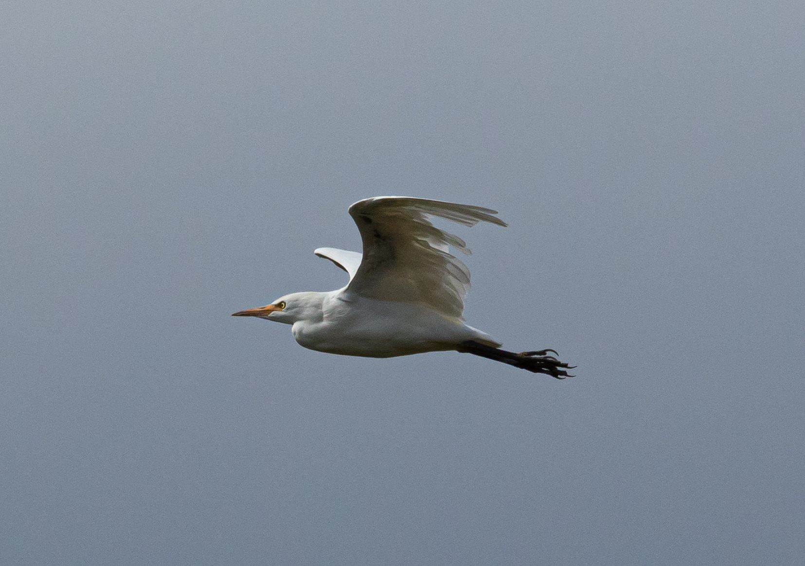 Airone Bianco Maggiore