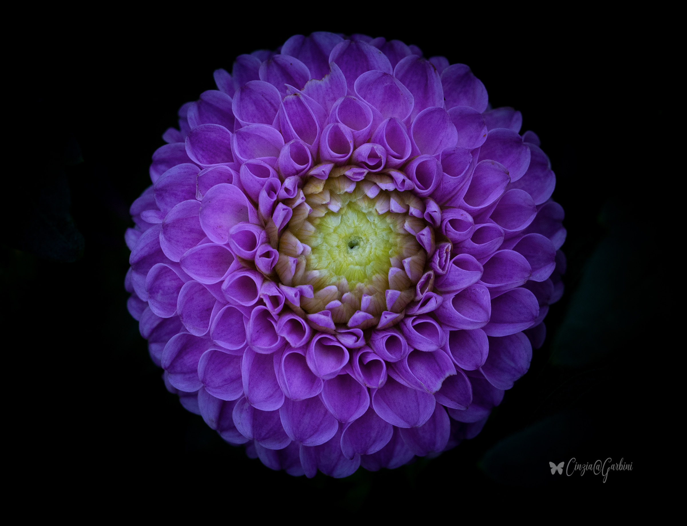 dahlia ponpom