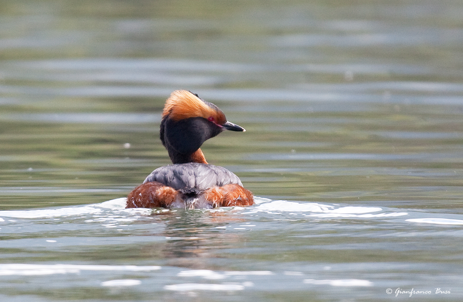 svasso cornuto - podiceps auritus