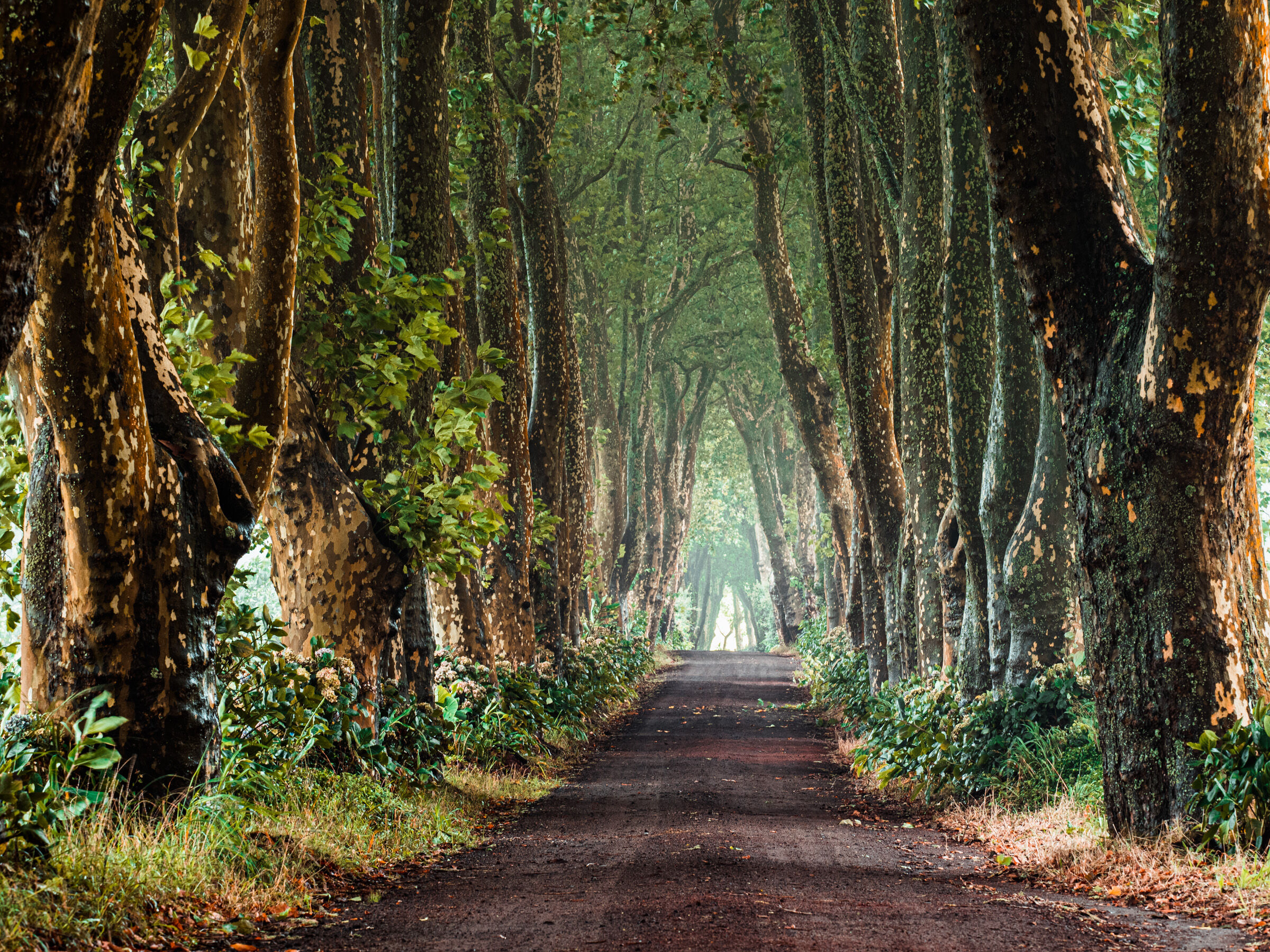 il viale dei grandi platani