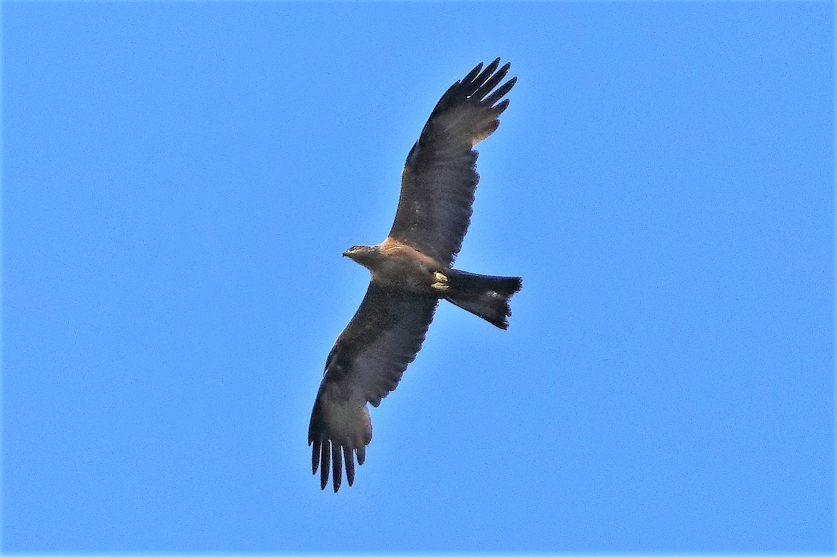 Nibbio bruno 02-07-2022