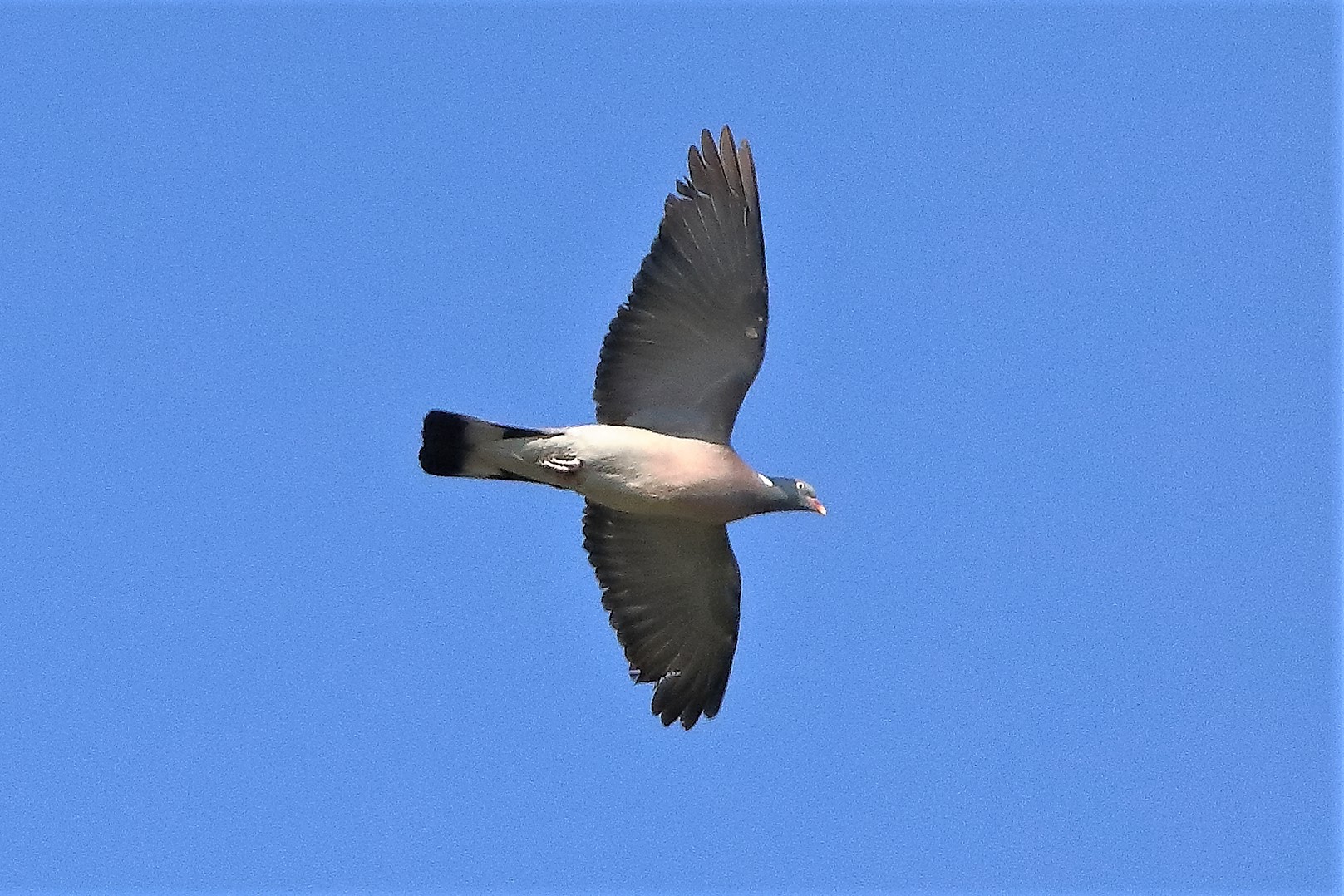 colombaccio 02-07-2022